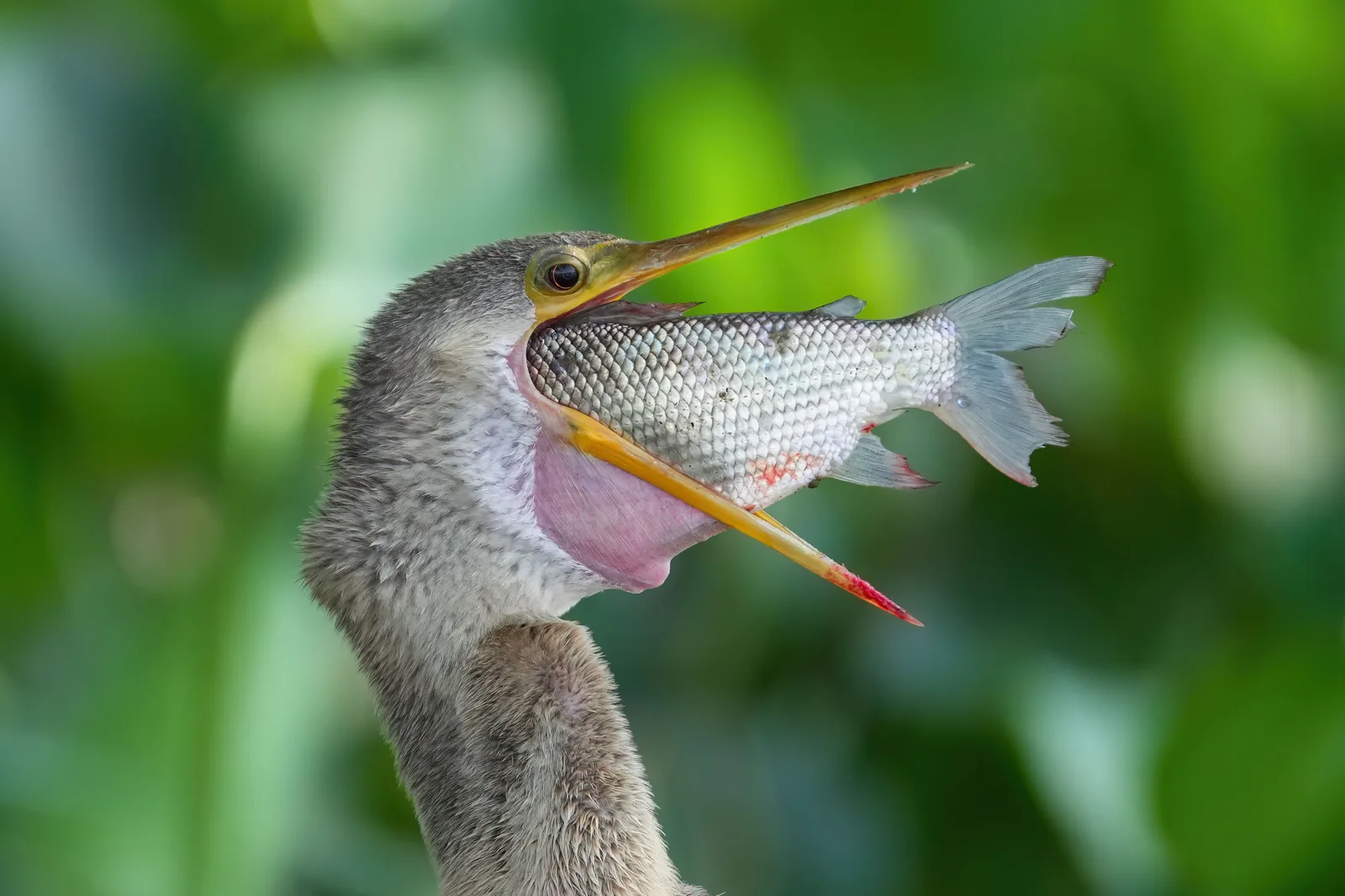 An anhinga holding a silver fish speared crosswise on its bill, throat pouch stretched