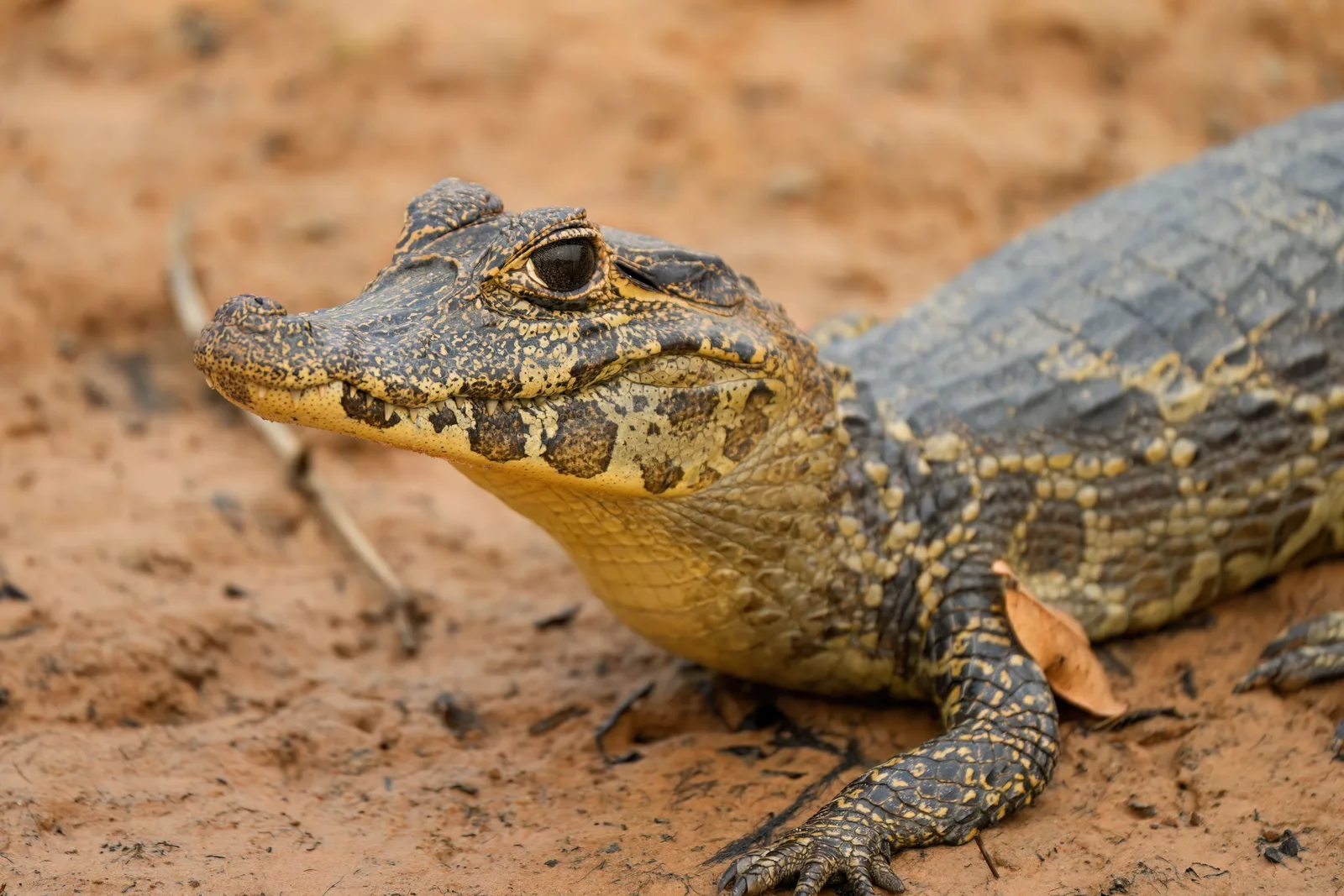 A young yacaré caiman lying on bare sand at close range, the yellow and black banding along its jaw clearly visible