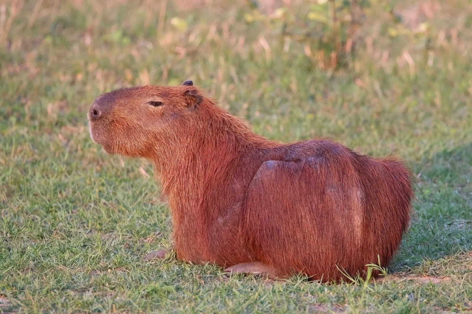 A capybara lying on cropped green grass in profile with its head raised, reddish-brown coat and blunt square muzzle