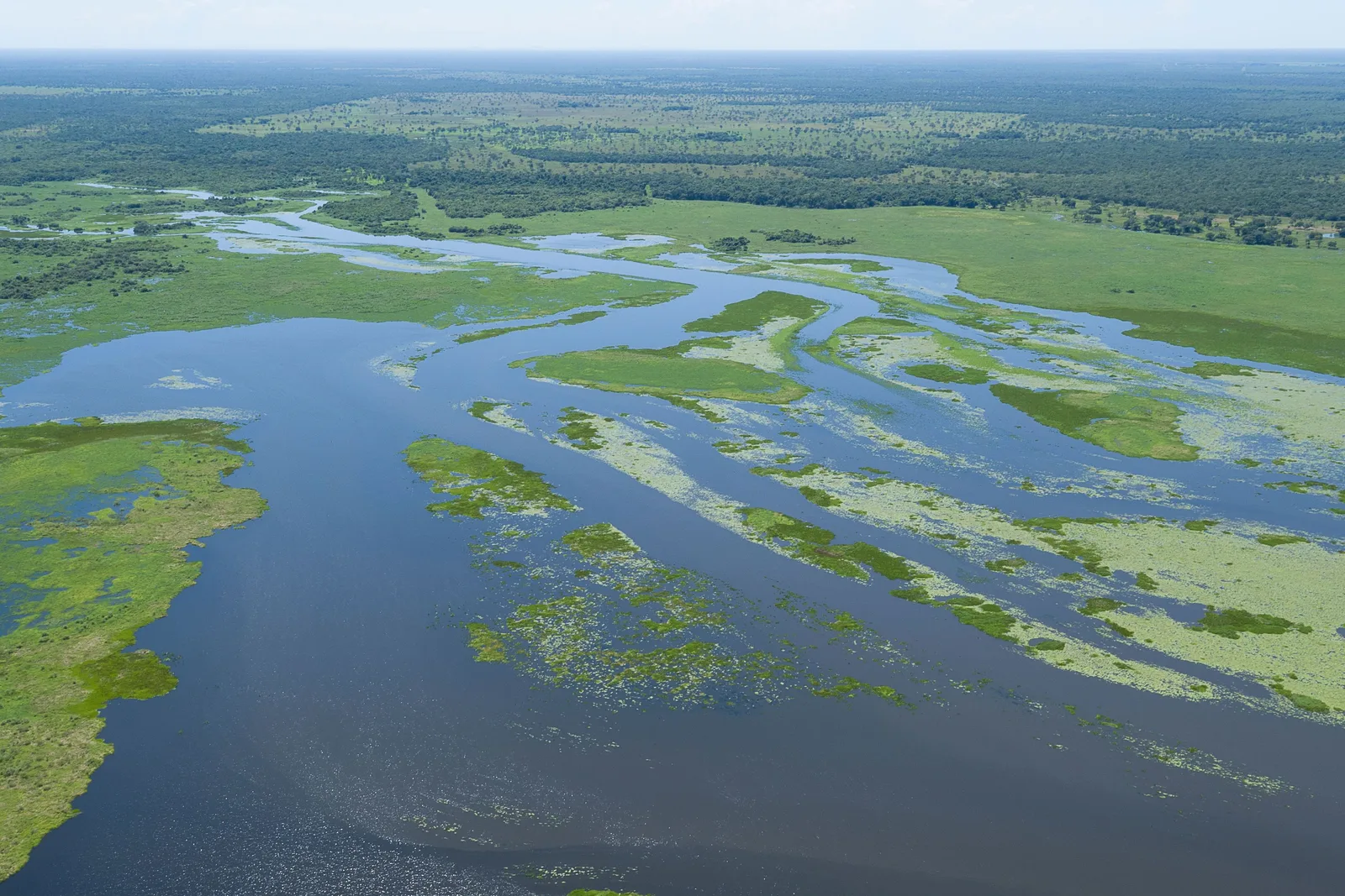 Aerial view of broad blue channels winding between flat islands of green vegetation across a flooded plain