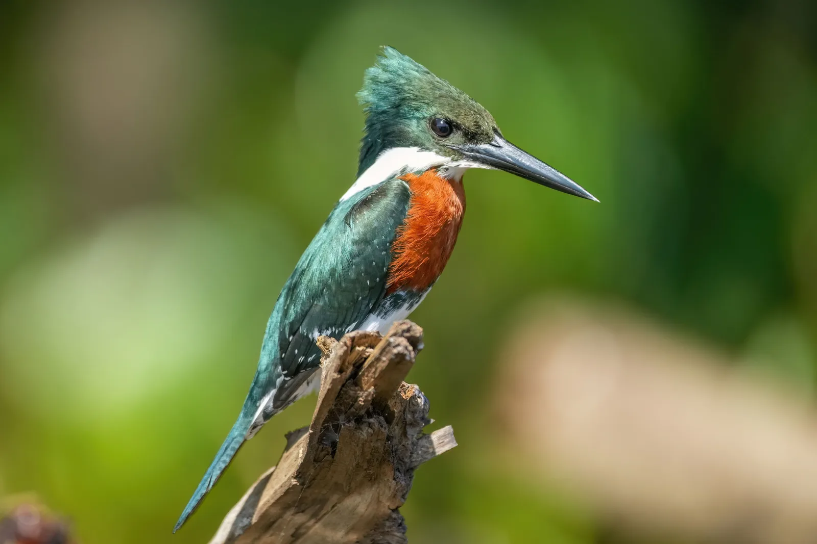 A green kingfisher perched on a bare stump, dark green back and rufous breast, the background thrown out of focus