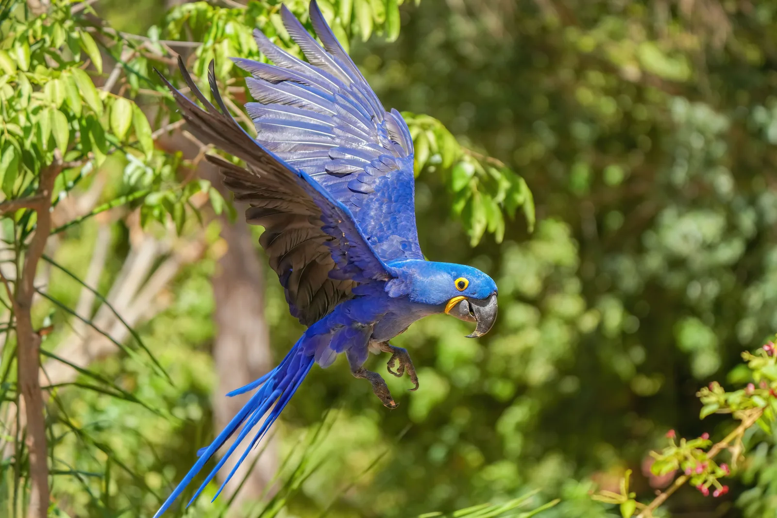 A hyacinth macaw in flight with wings and long tail fully spread, cobalt blue against green foliage
