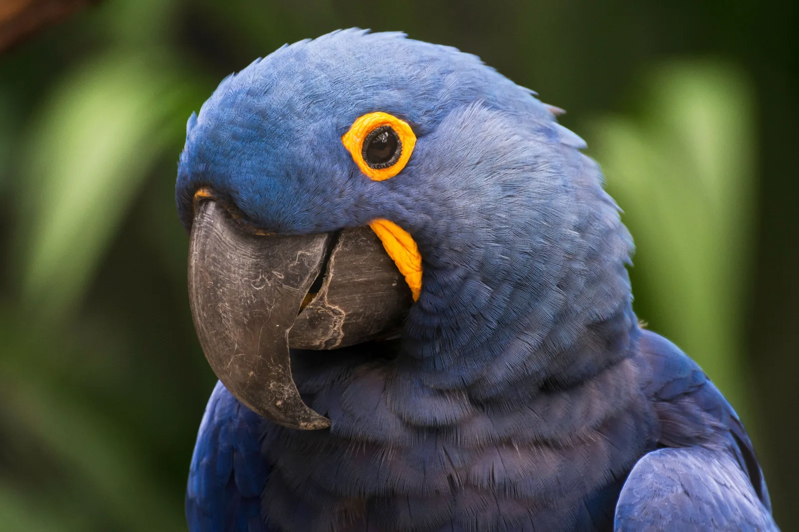 Close-up of a hyacinth macaw’s head, deep blue feathers with a bright yellow ring around the eye and a yellow patch at the base of the black bill