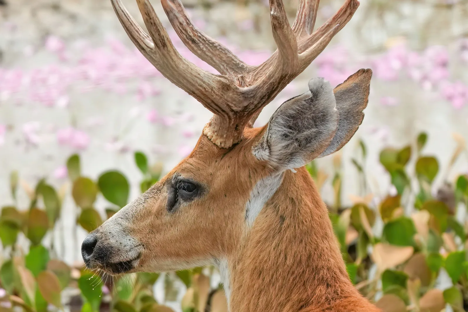 The head and antlers of a marsh deer in profile, with a pink-flowering ipê tree blurred behind it