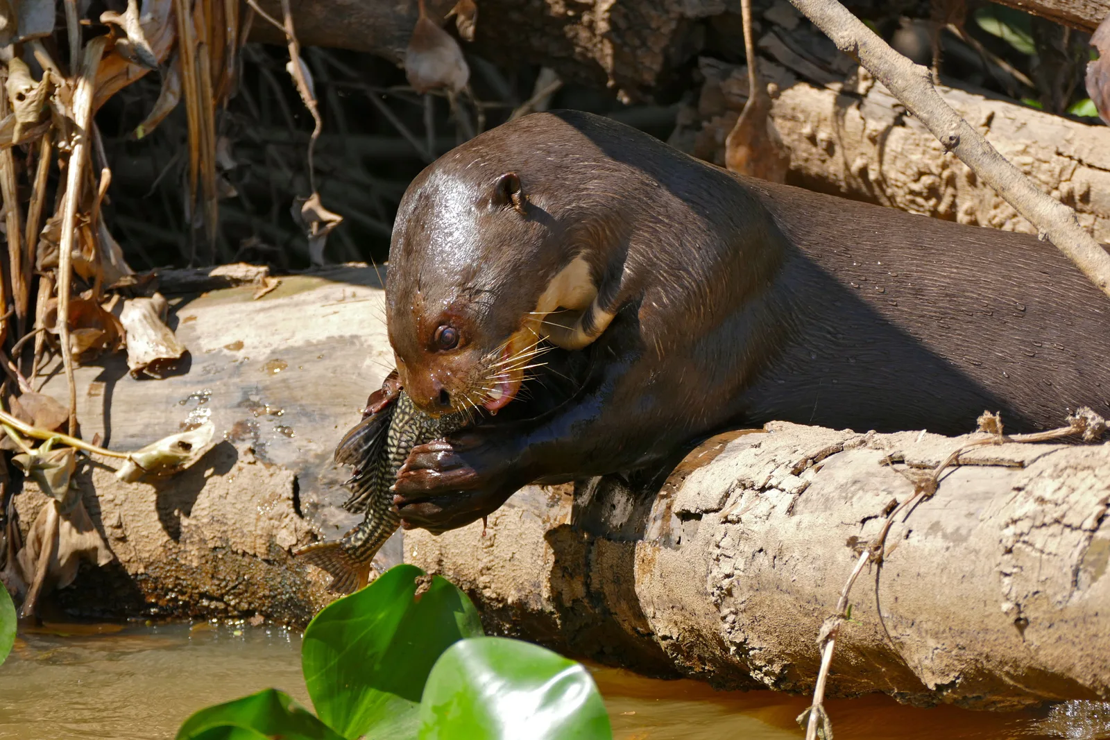 A giant otter hauled out on a fallen log gripping a large catfish in its jaws, water hyacinth floating below