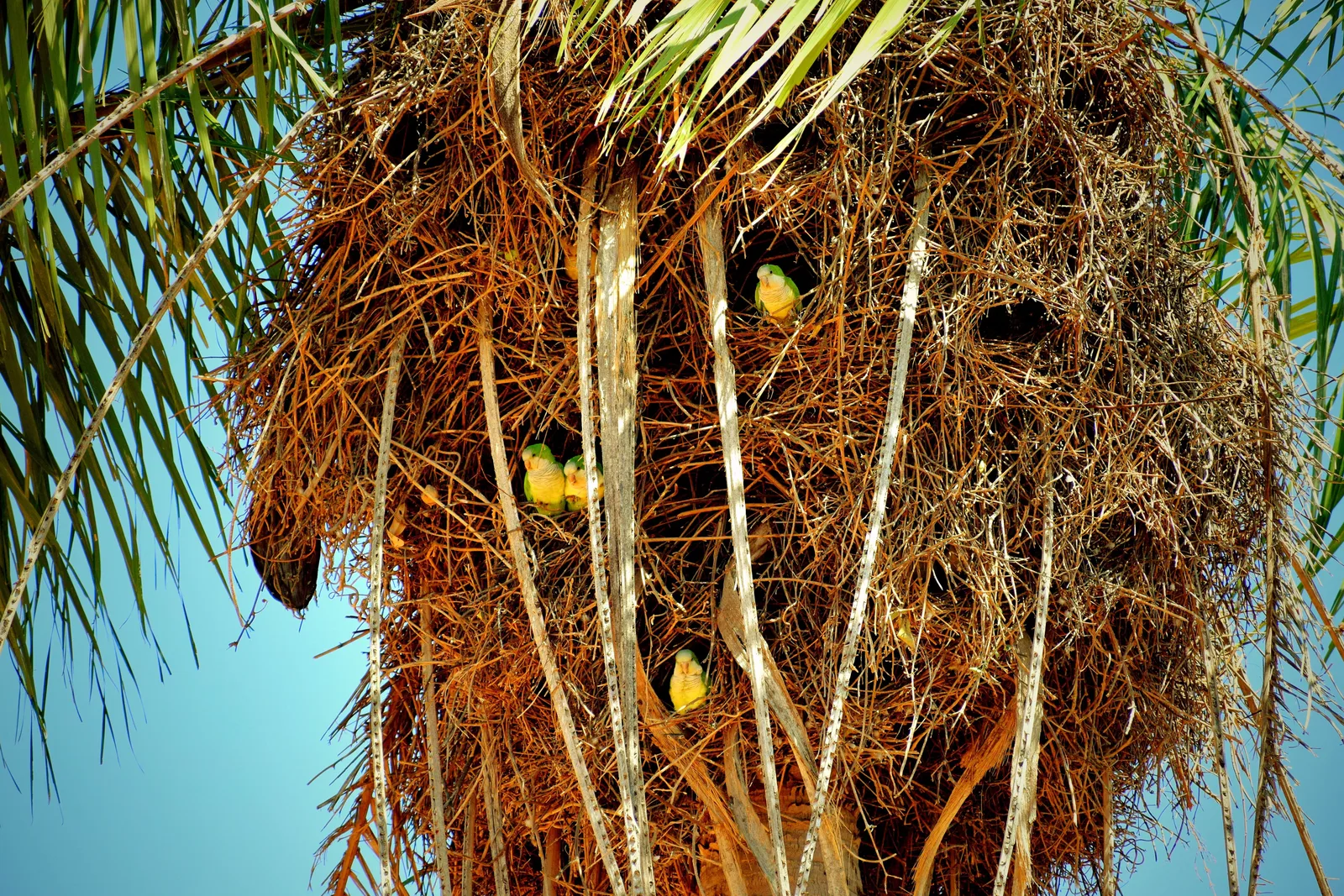 Several small green and yellow parakeets sitting in holes in a big hanging mass of dry palm fiber, green palm fronds above it against a blue sky