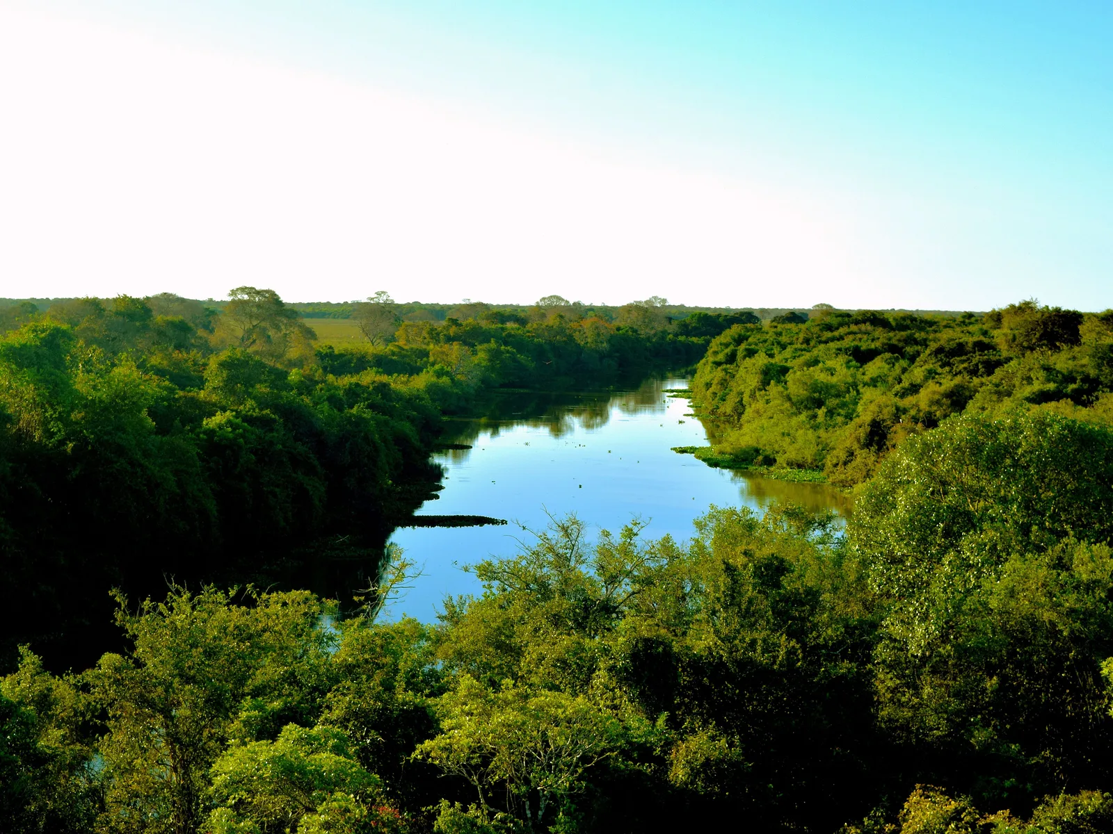 A river winding in a bright blue curve through unbroken green forest, seen from a viewing platform above the treetops