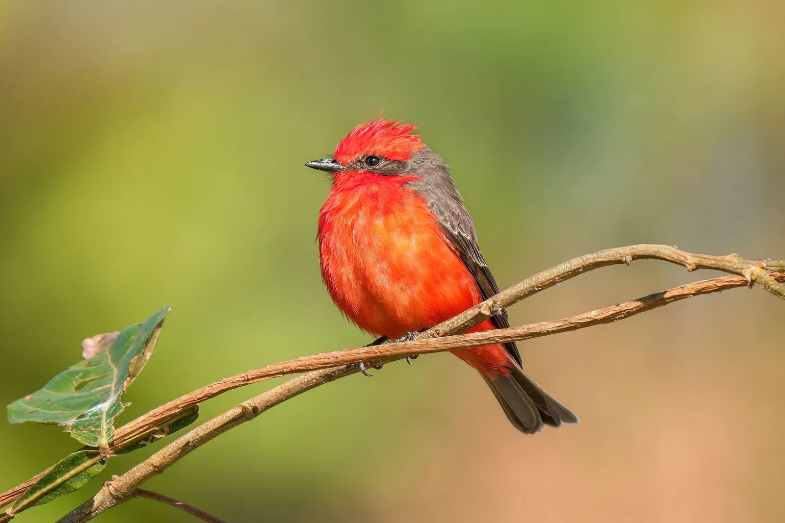 A small bird with a scarlet head and breast perched on a thin bare twig against soft green