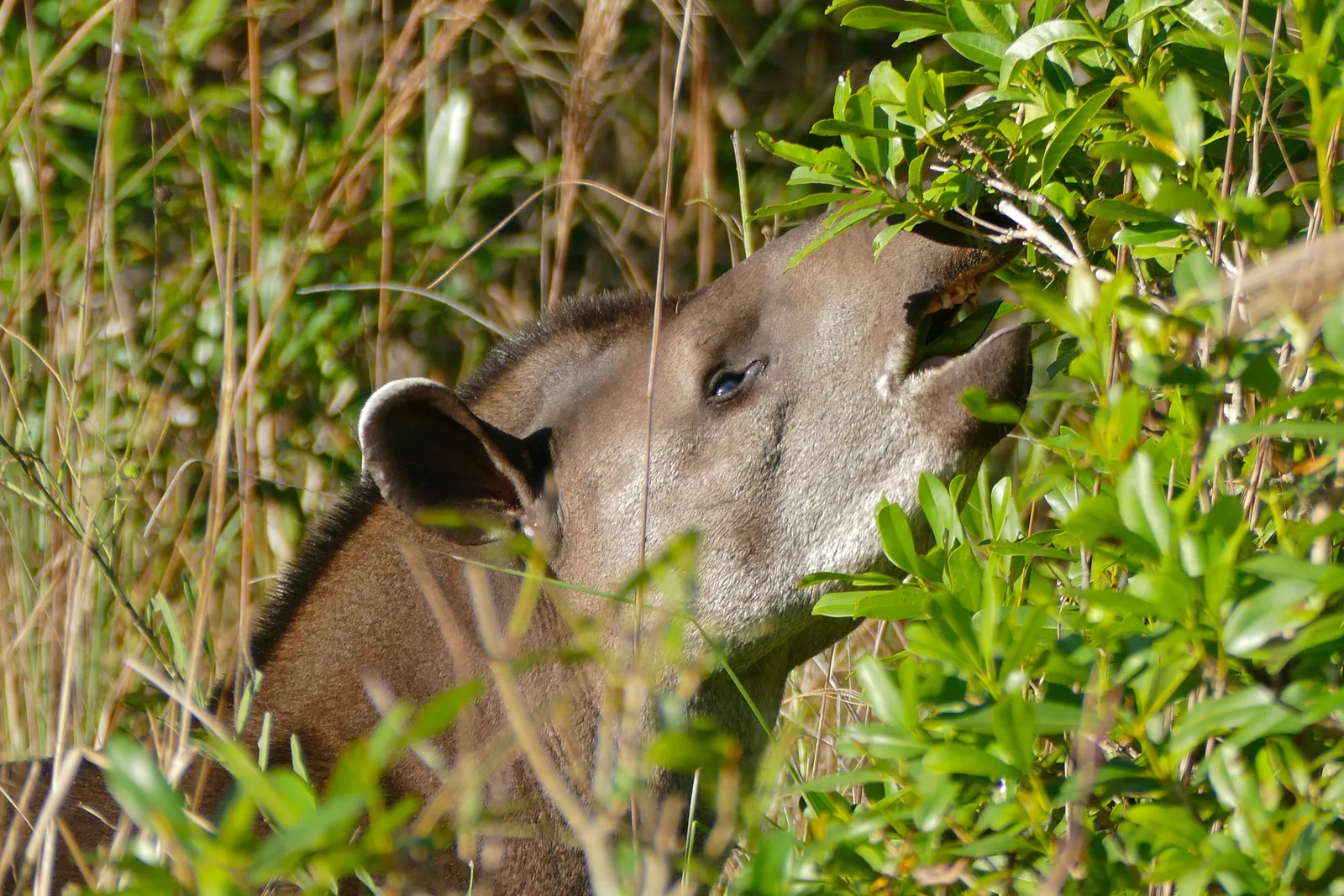 The head of a lowland tapir among green leaves, ears forward and its short flexible snout raised