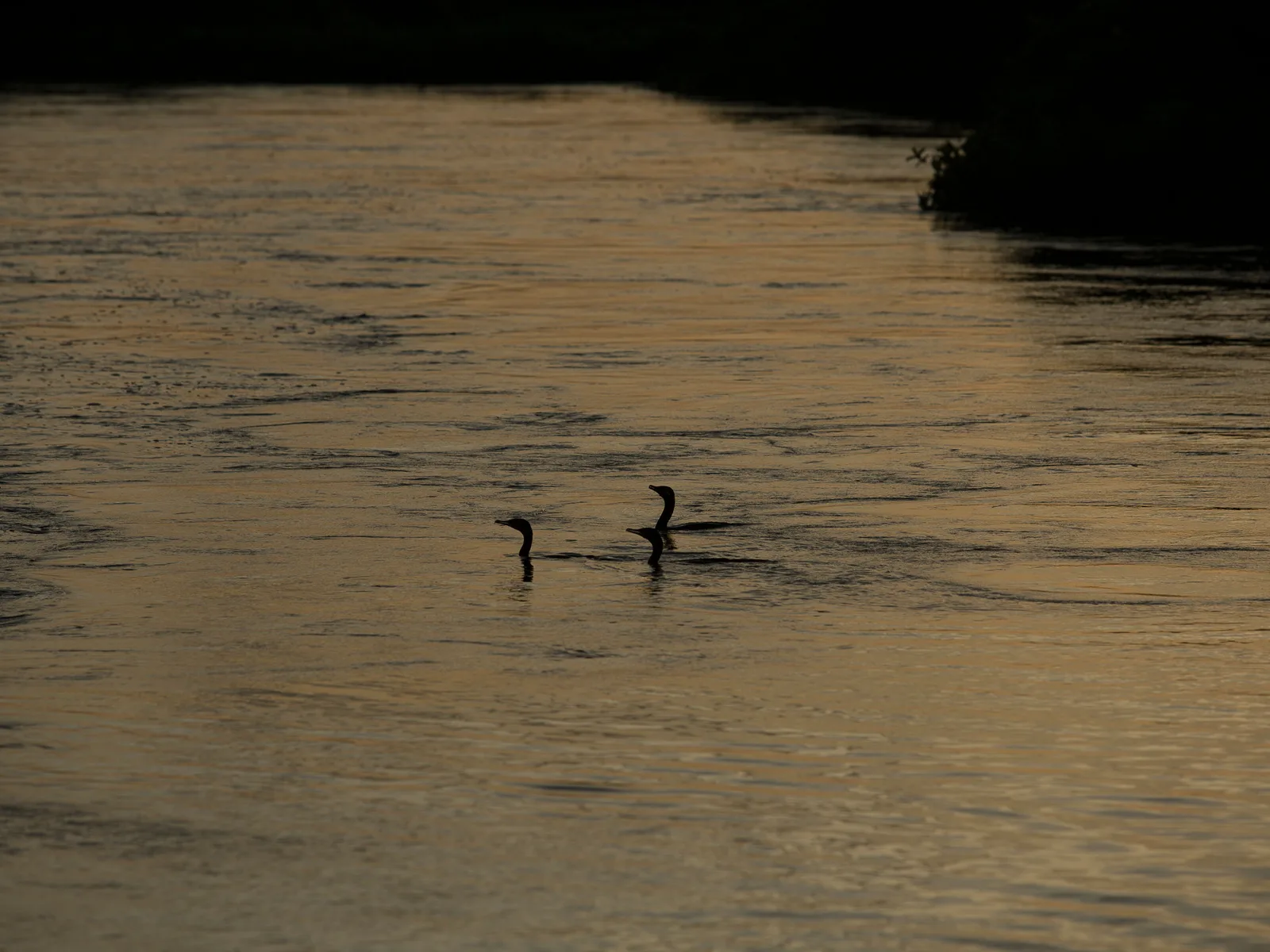 Two cormorants swimming on golden water at dusk, a dark bank behind them