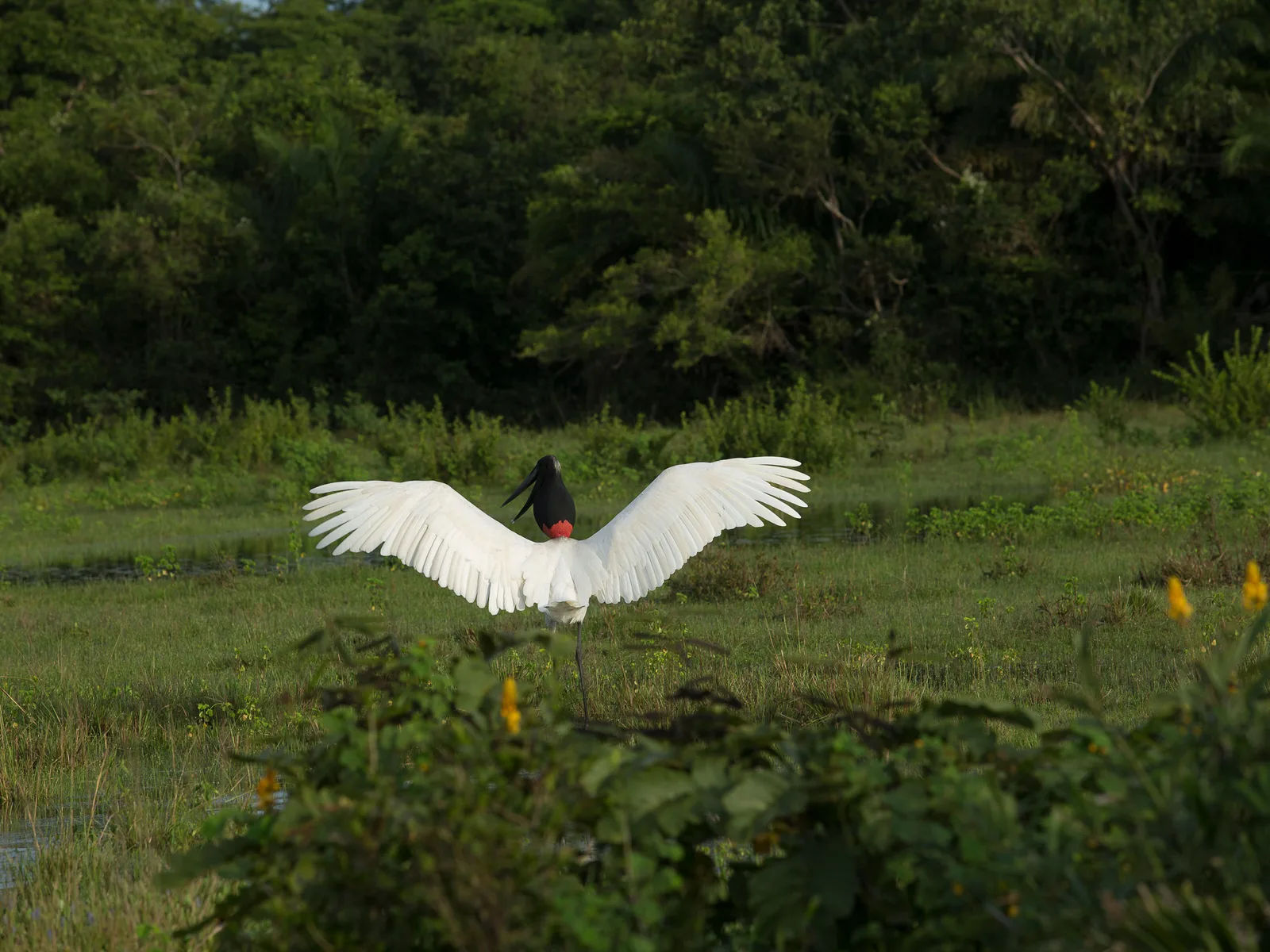 A jabiru stork standing in green grass with its wings fully spread, white body, bare black head and a red band at the base of the neck