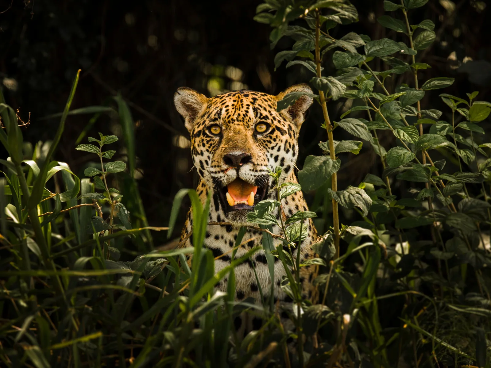 A jaguar’s face among dense green foliage, mouth slightly open and eyes fixed on the camera