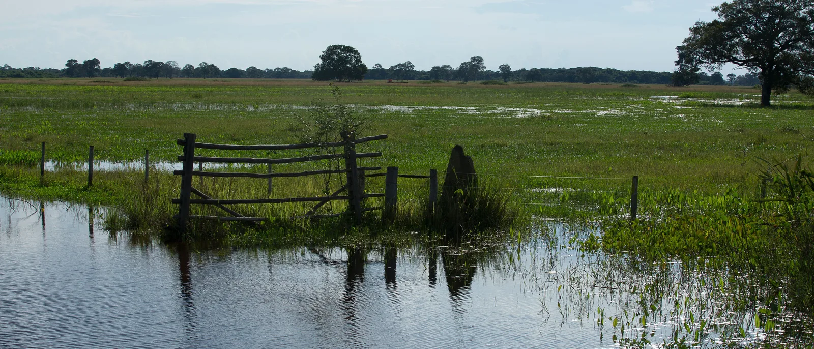 A broken wooden fence and a dark conical termite mound standing in shallow floodwater on a flat green plain, with one big spreading tree on the horizon at the right