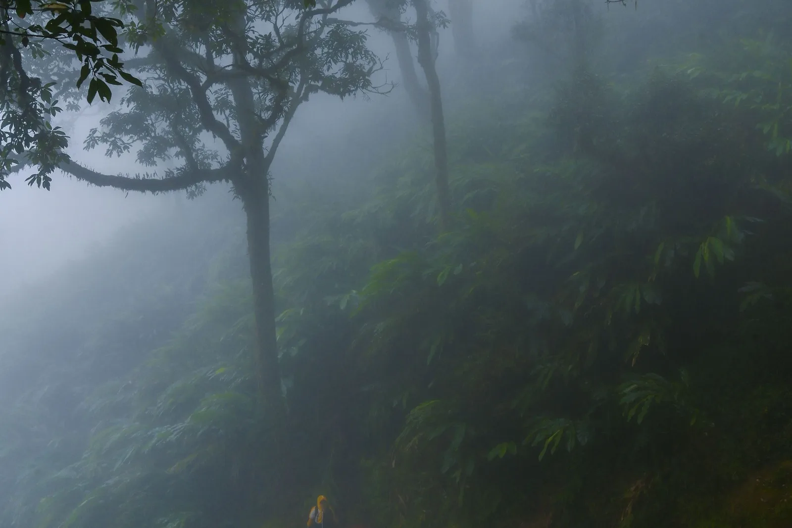 Walkers on a narrow trail through dense, misty rainforest
