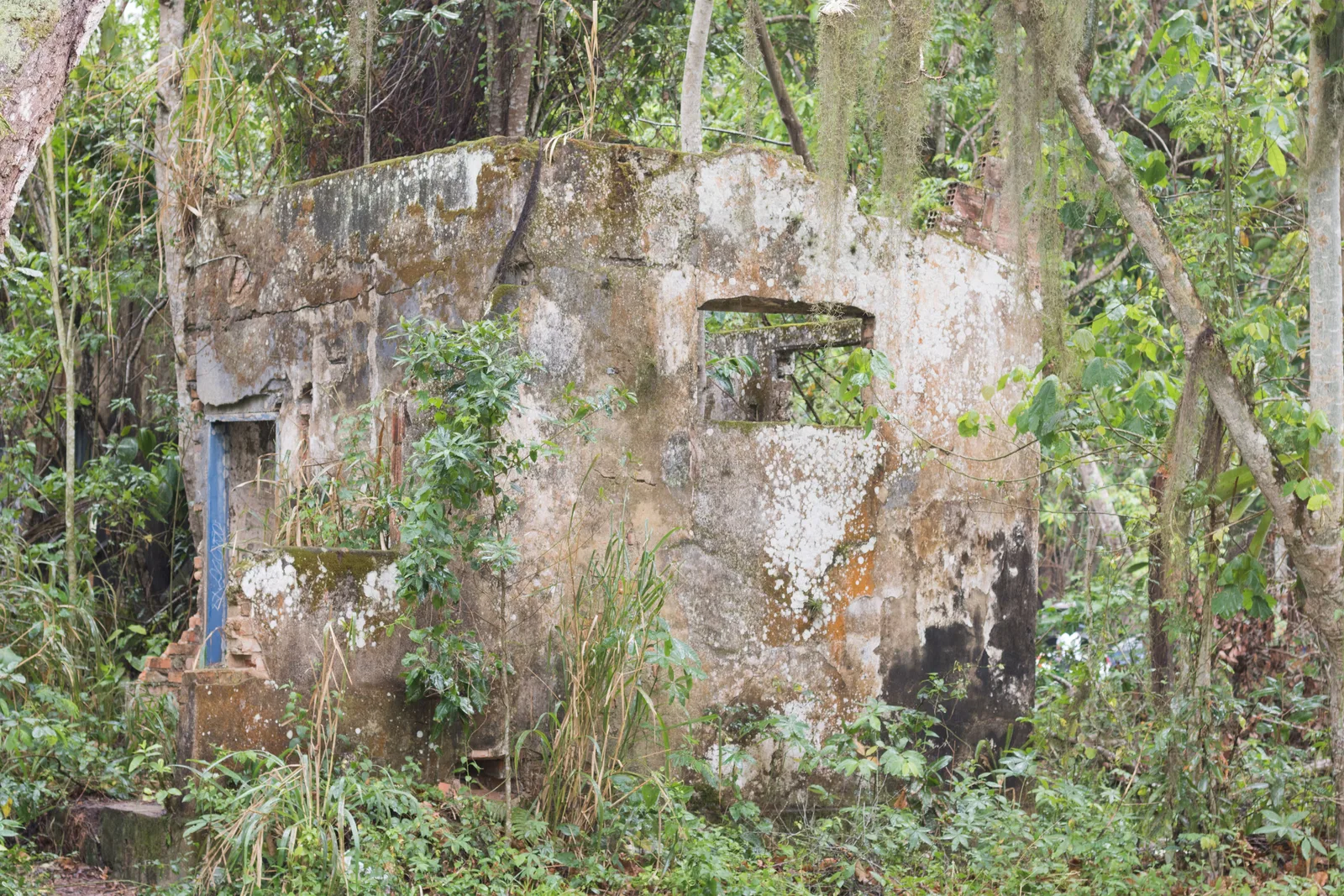 Overgrown stone ruins of a colonial building at Paraty-Mirim, walls open to the sky with forest closing in around them