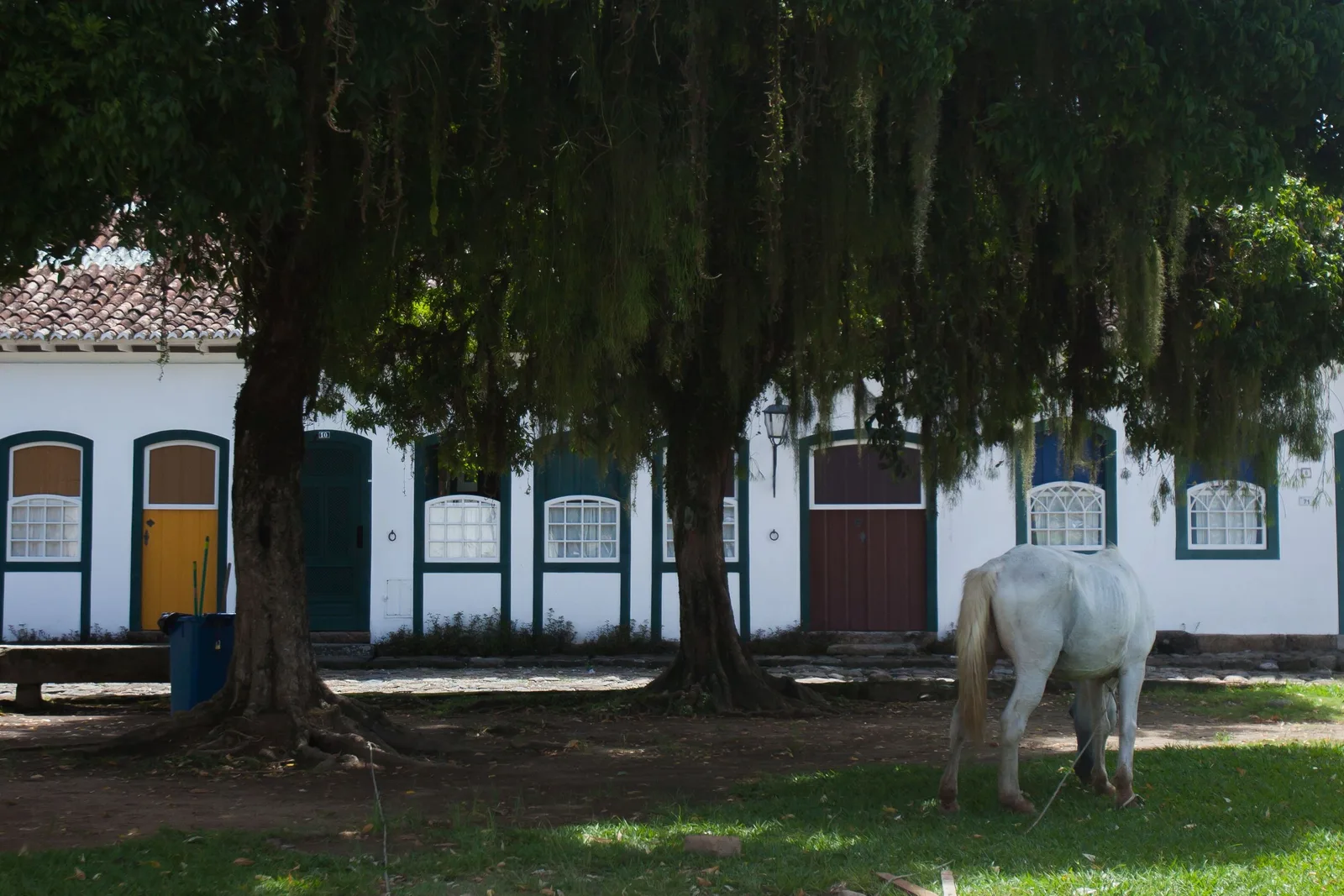 A white horse grazing in the shade of big trees in front of a row of colonial houses
