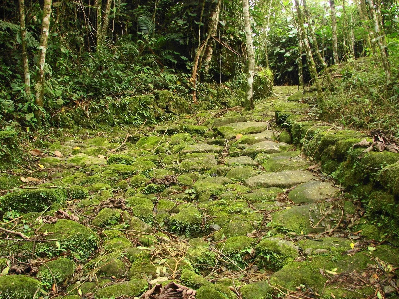 A stretch of the original hand-laid stone paving of the Caminho do Ouro climbing through dense Atlantic Forest, dappled light on the mossy stones and the trail curving out of sight uphill