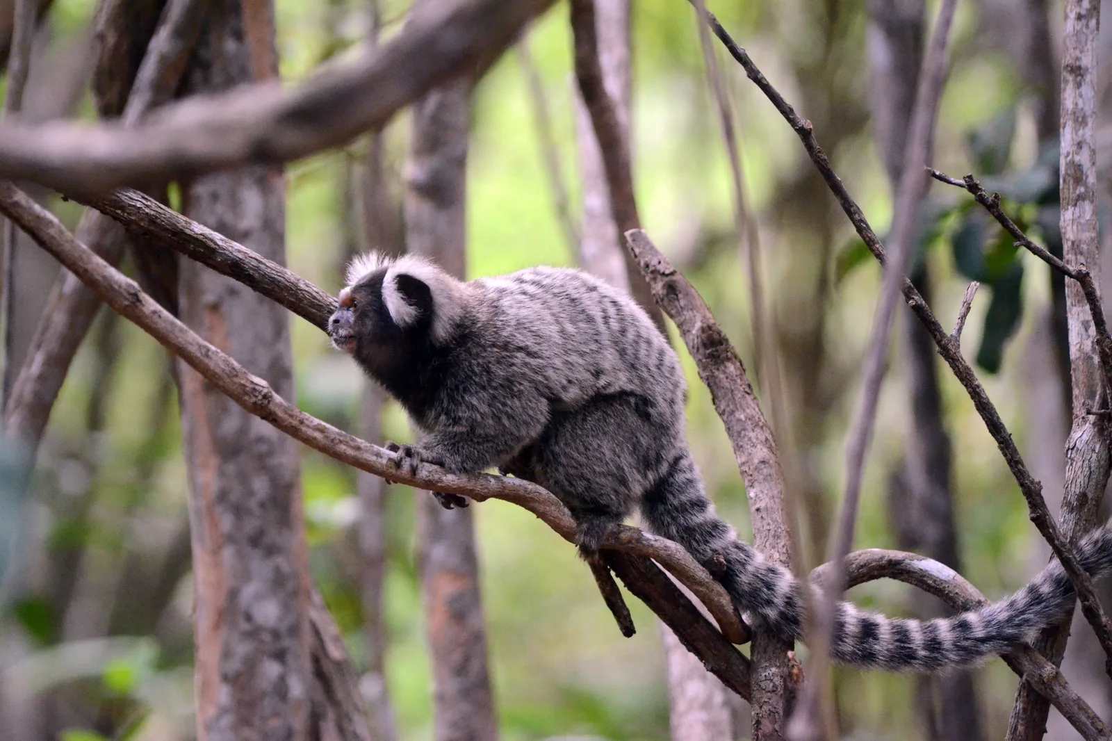 A common marmoset perched on a thin branch in coastal forest, its long striped tail curving down behind it