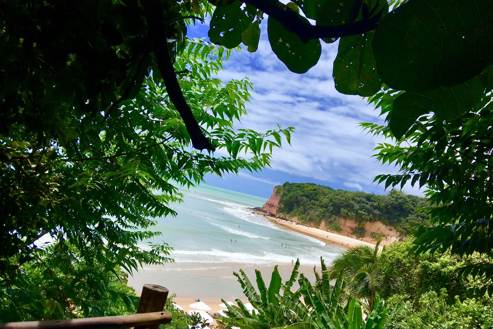 A view out through the leaves of coastal forest to a curve of pale beach and turquoise sea below, framed by branches on both sides