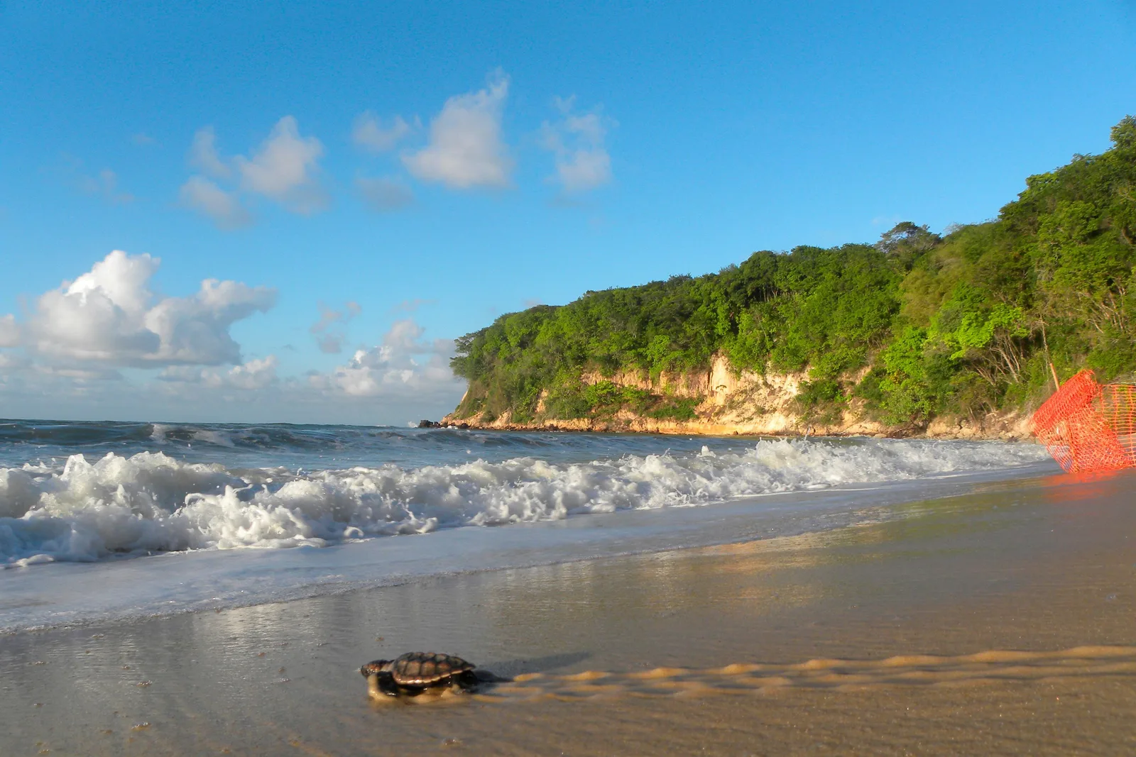 A sea turtle hatchling crossing the wet sand toward the surf at Praia do Madeiro, an orange nest-protection fence at the right and the wooded headland behind