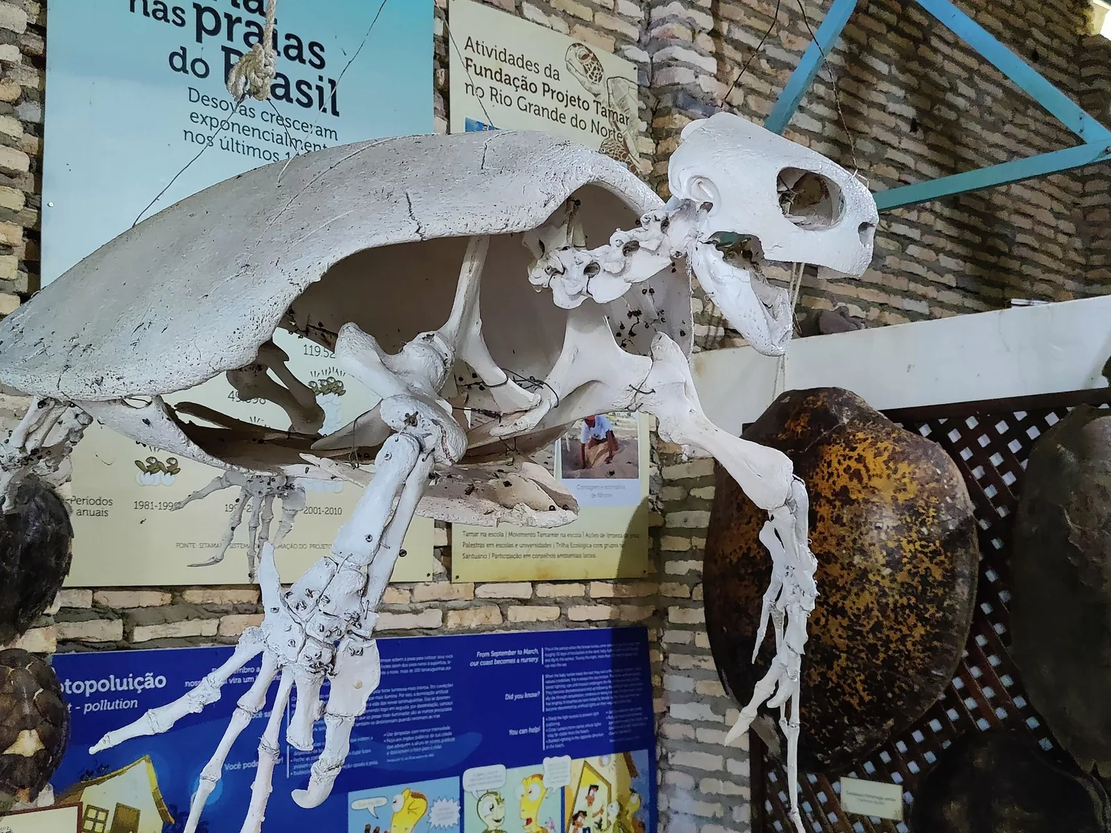 The mounted white skeleton of a hawksbill sea turtle hung in front of Projeto Tamar information panels at an exhibit in Pipa, with turtle shells displayed on a lattice beside it