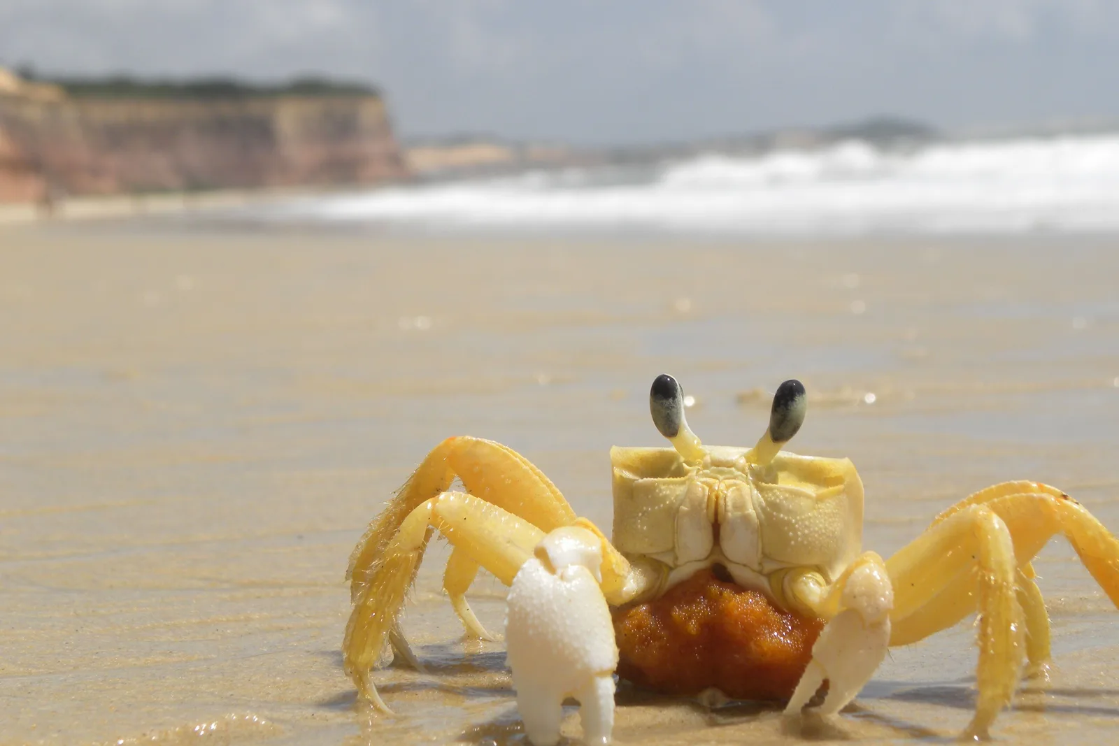 A pale ghost crab standing on wet sand at the waterline with its eyestalks up, the cliffs blurred behind it