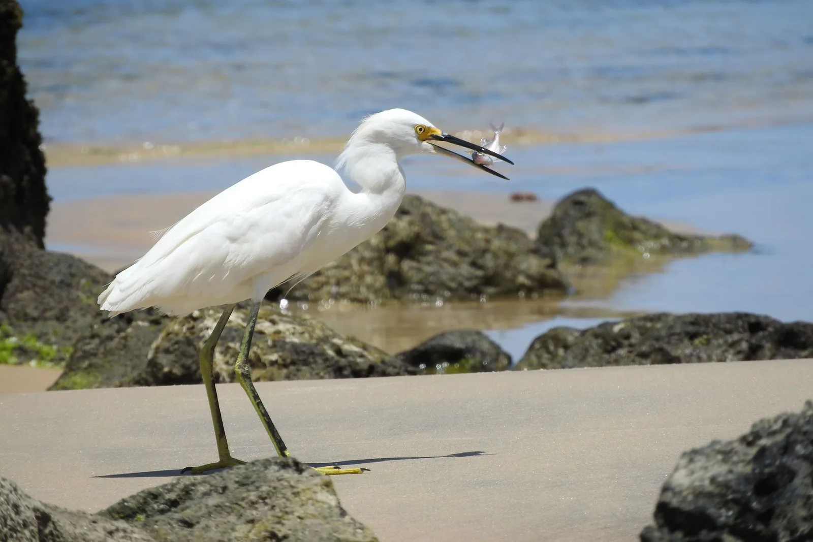 A snowy egret standing on wet sand beside dark beach rock at Pipa with a small silver fish held crosswise in its bill