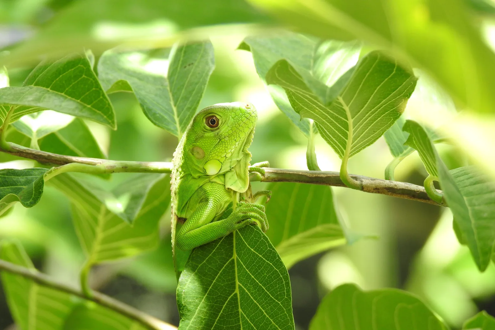 A young green iguana clinging to a thin branch among broad leaves, its head turned toward the camera