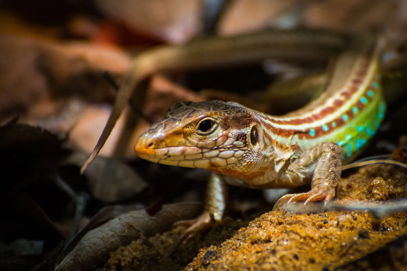 A small lizard with green and orange markings resting on leaf litter in dappled light