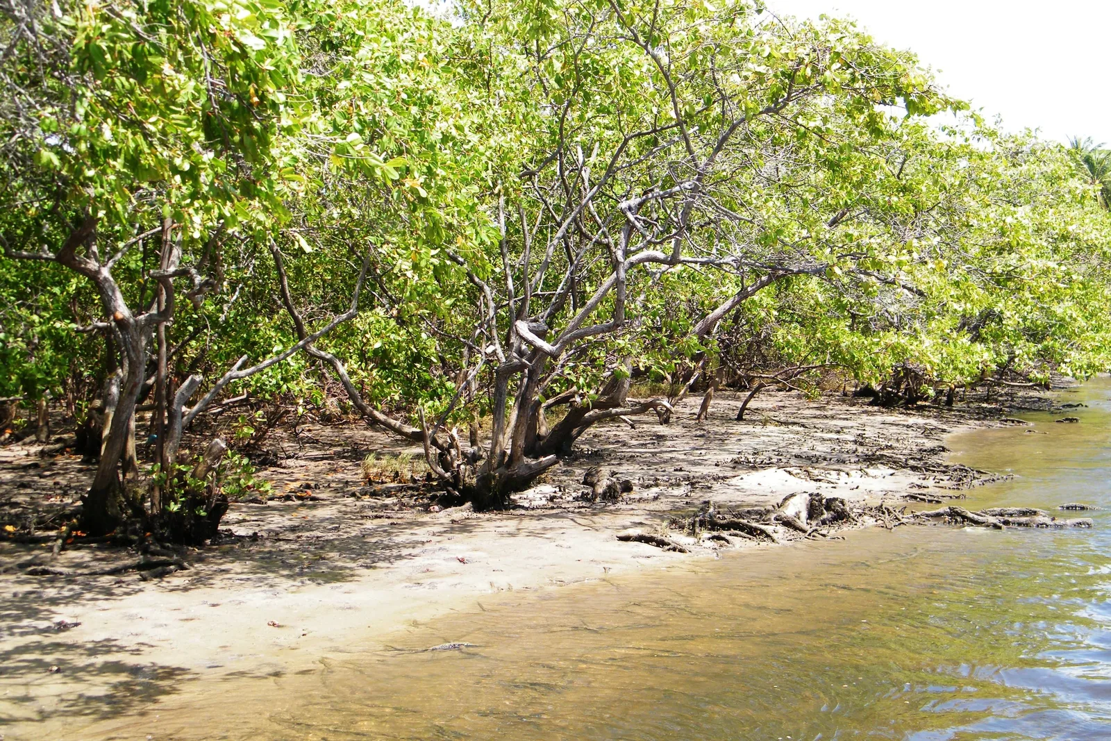 Mangrove trees along a muddy bank beside shallow brown water in Tibau do Sul, their tangled roots exposed at the waterline