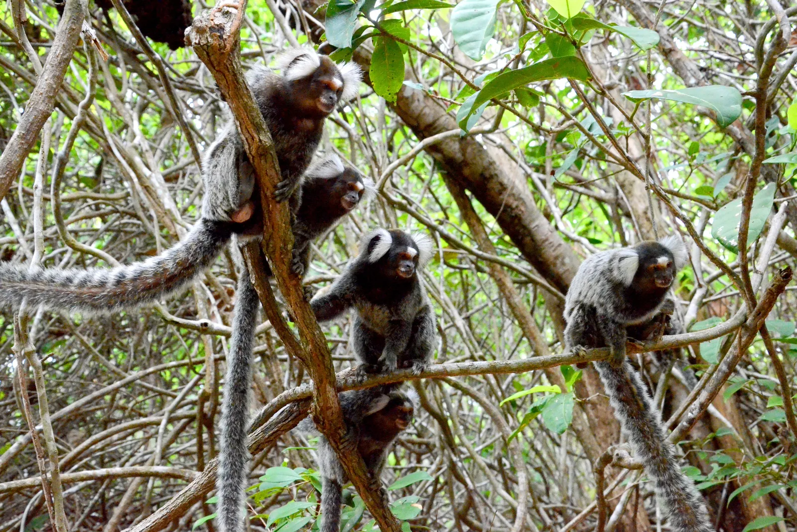 Five common marmosets sitting in a tangle of thin branches in coastal forest, their long striped tails hanging below them