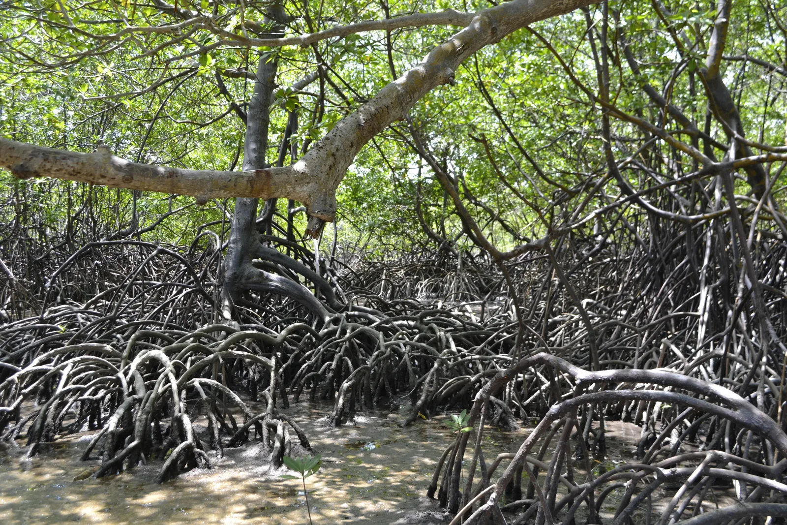 A tangle of pale mangrove roots arching out of dark mud and shallow water at Maracaípe, with dense green canopy above