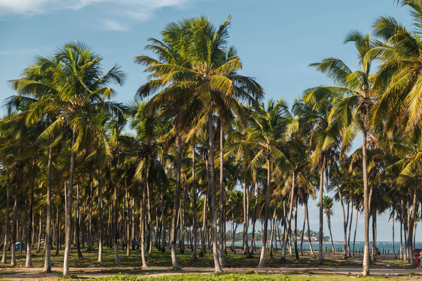 A dense grove of tall coconut palms standing behind the beach at Maracaípe, with a thin band of sea visible past them