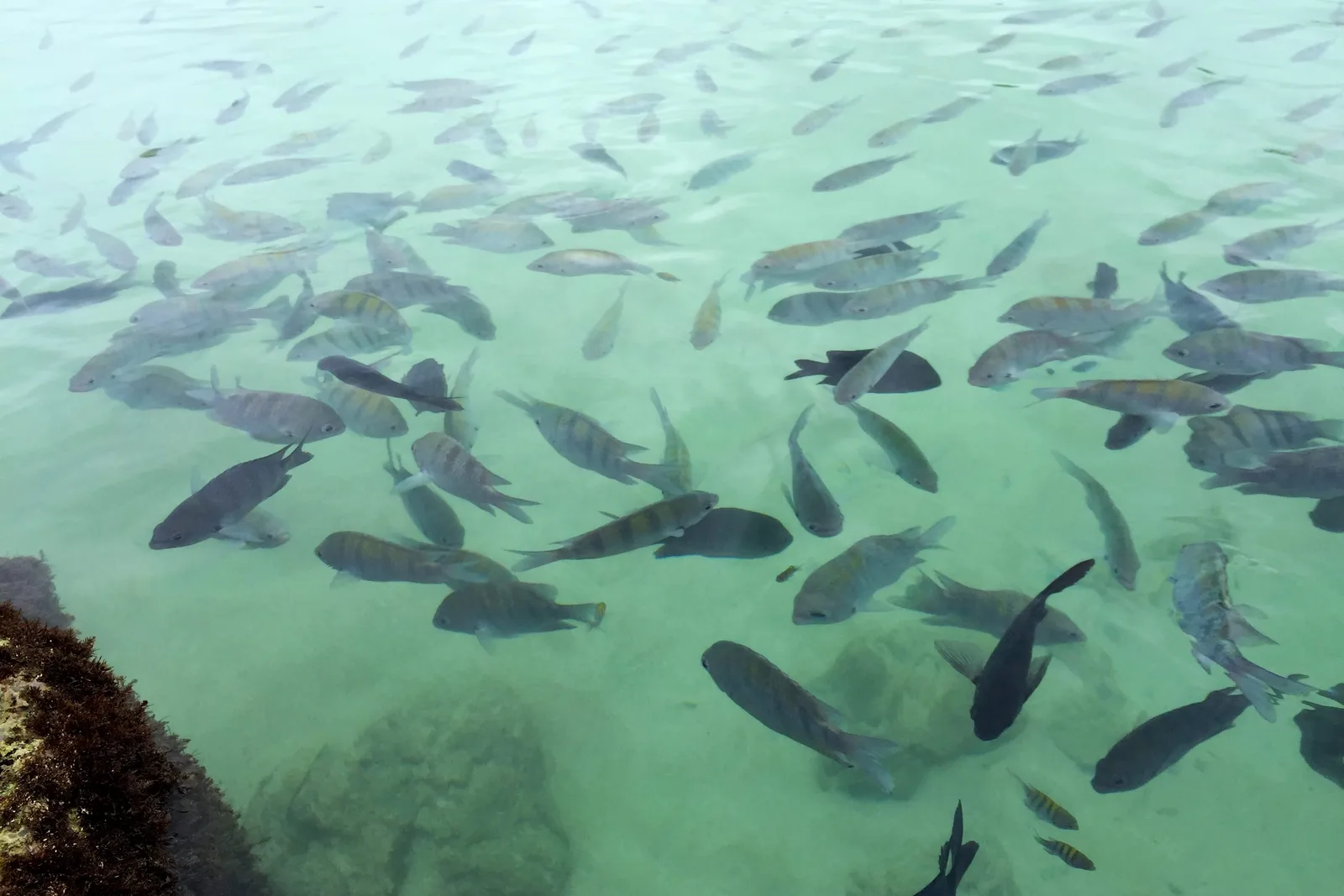 Dozens of small fish suspended in clear green water over pale reef at Porto de Galinhas, seen looking down through the surface