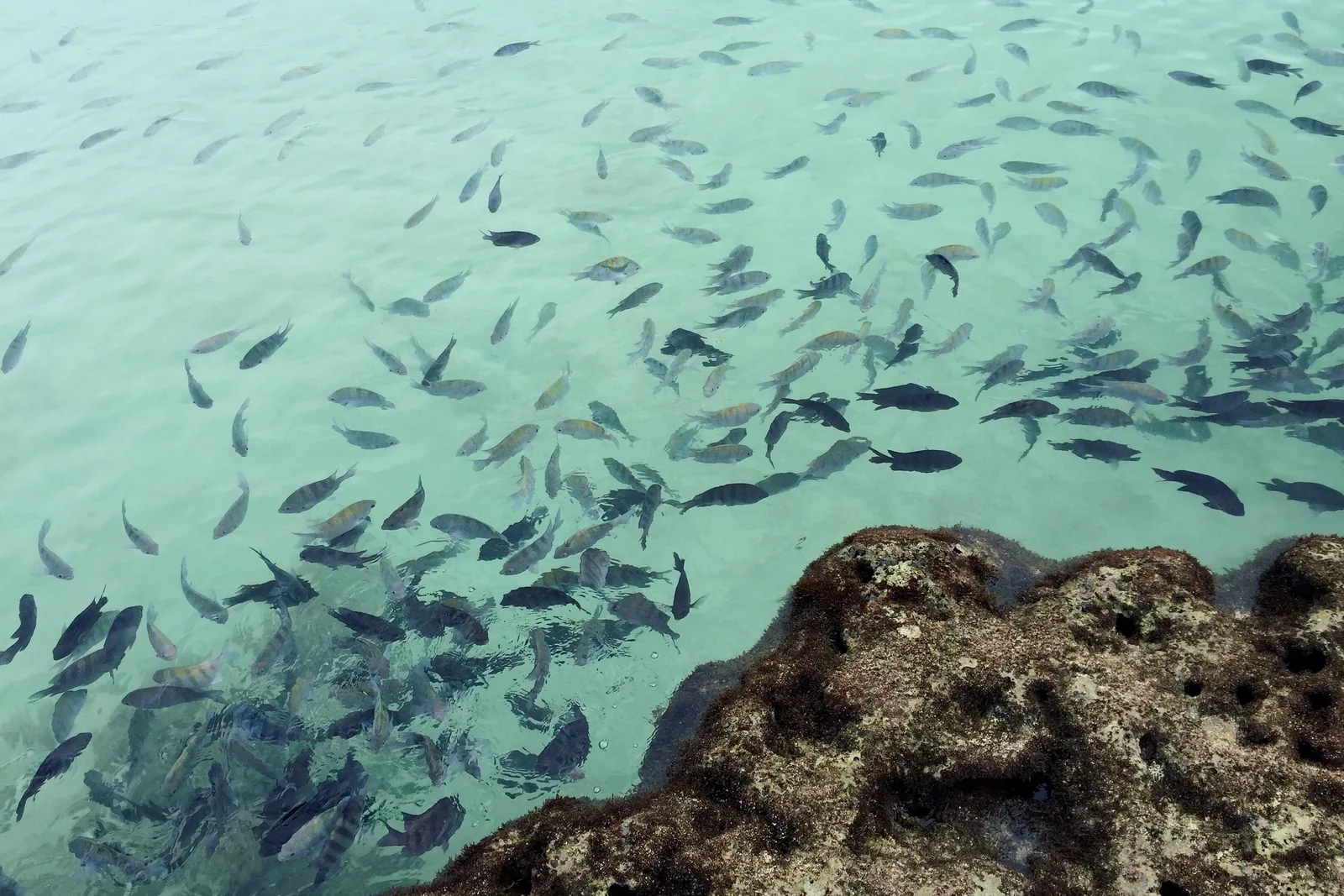 A dense school of small silver fish drifting over a dark coral head in clear green water at Porto de Galinhas