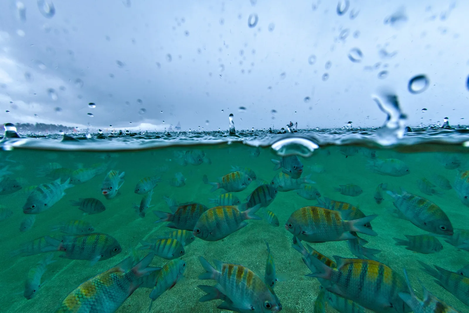 A half-underwater view at Porto de Galinhas with rain dimpling the surface above and striped sergeant-major fish moving over the reef below