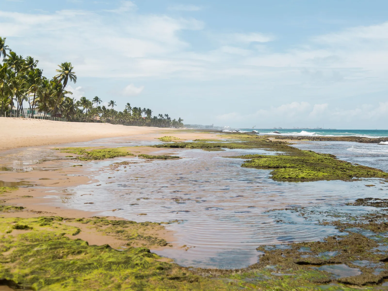 Broad reef flats and shallow tide pools exposed at low water at Muro Alto, a line of coconut palms along the shore behind them under a bright sky