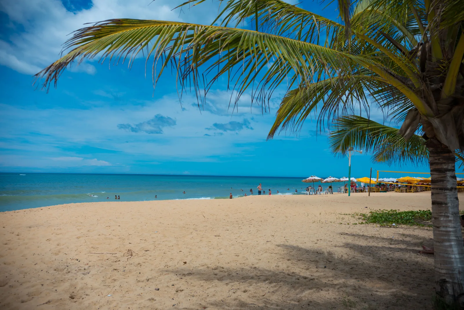Praia dos Nativos at Trancoso: a wide pale beach under a leaning coconut palm, flat blue sea and a cluster of colored beach umbrellas in the distance