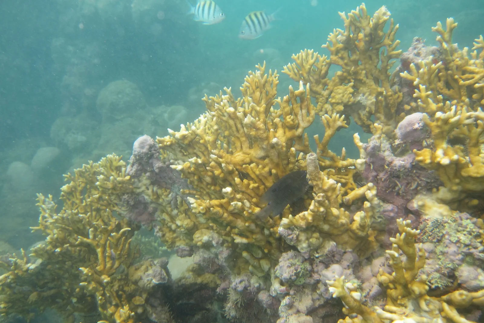 Branching yellow fire coral underwater off Porto Seguro, with two small striped fish swimming above it in green-tinted water