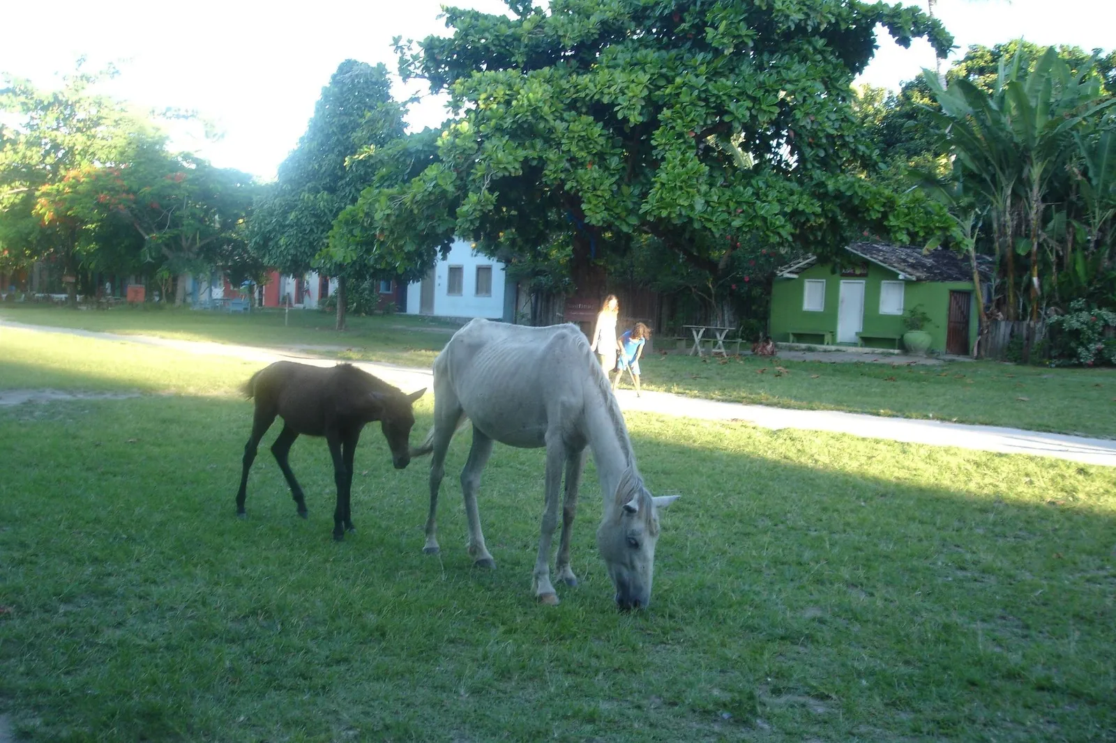 Two horses, one white and one brown, grazing on the grass of Trancoso’s Quadrado in soft light, with low painted cottages under big trees behind them