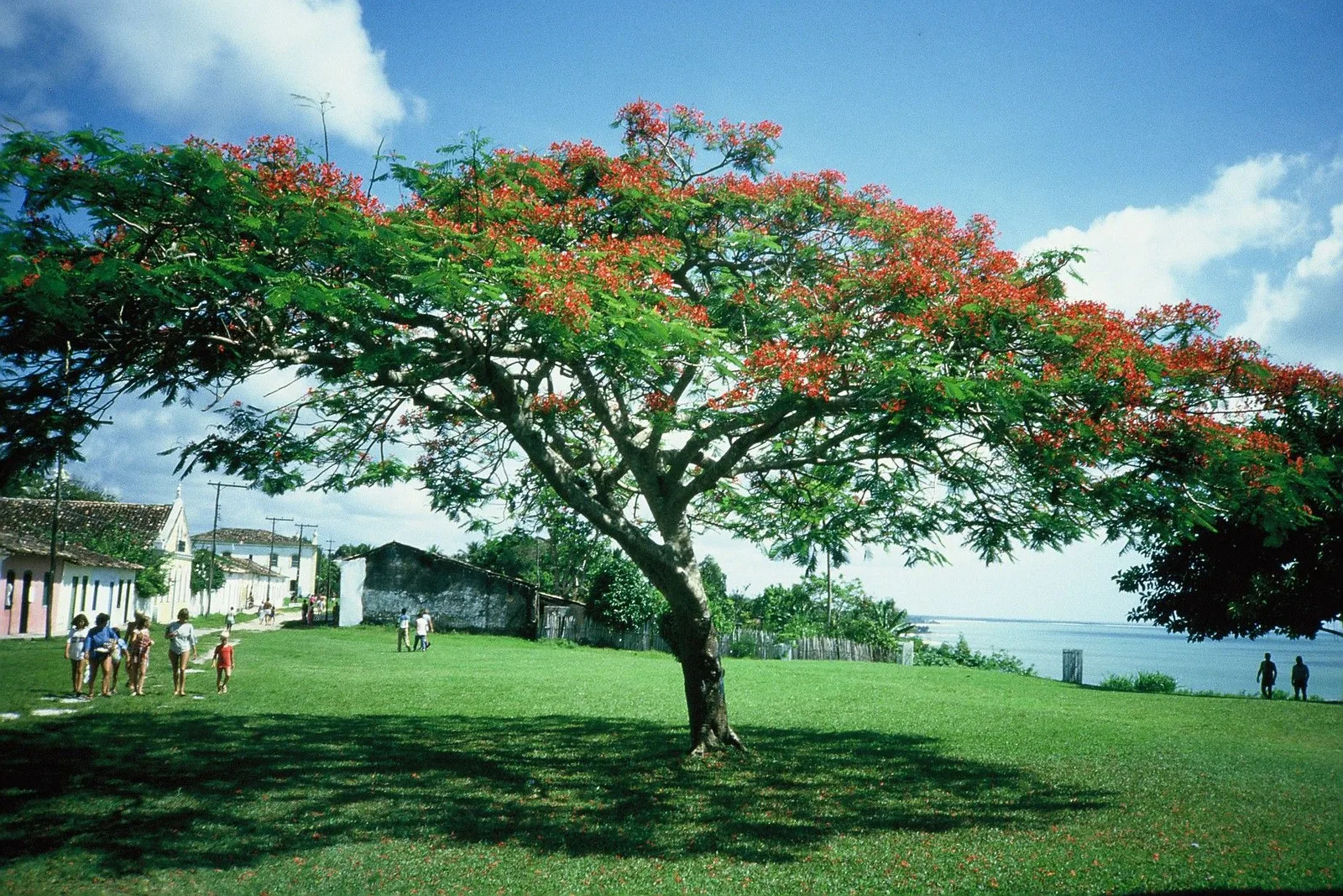 A flame tree covered in red flowers spreading over the lawn of Porto Seguro’s Cidade Alta, white colonial buildings and a few people on the left and a glimpse of sea on the right