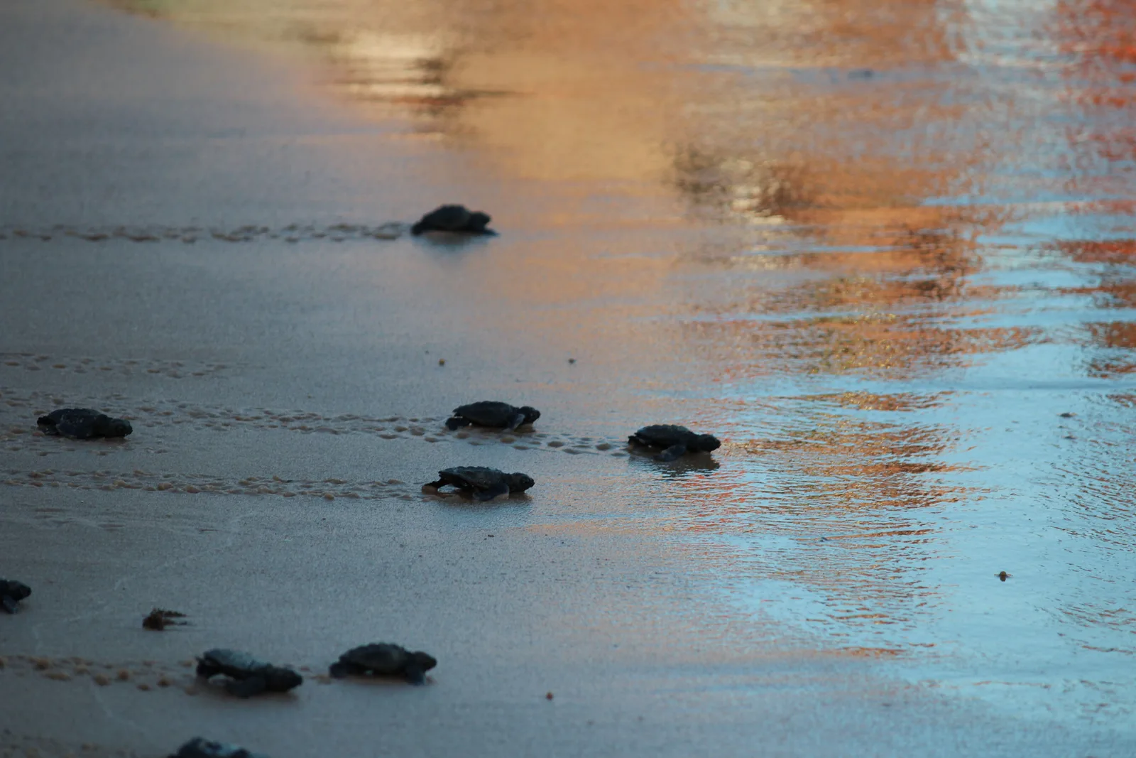 Sea turtle hatchlings crossing wet sand toward the water at sunset