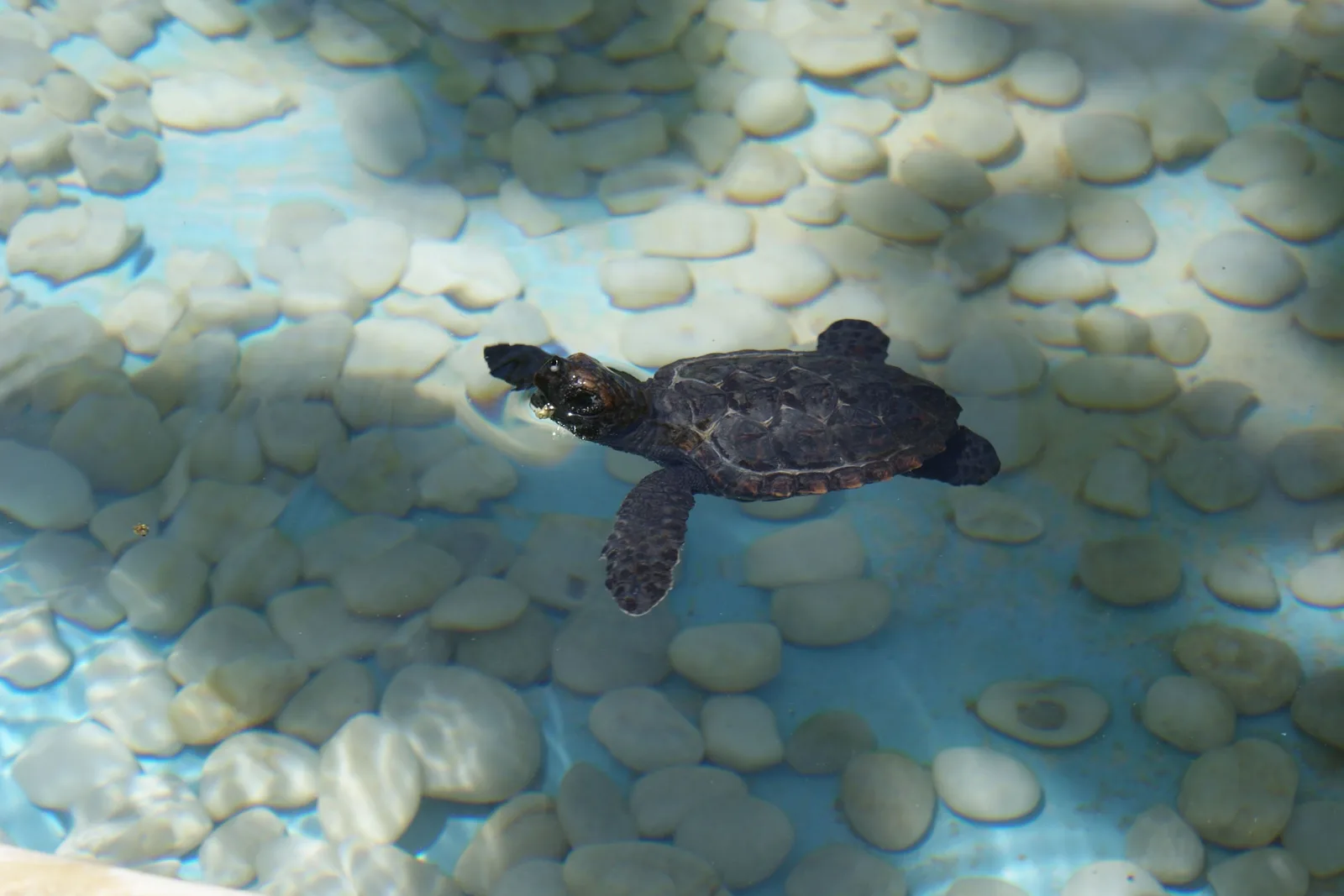 A young sea turtle swimming over pale pebbles in a clear pool at the Projeto Tamar center