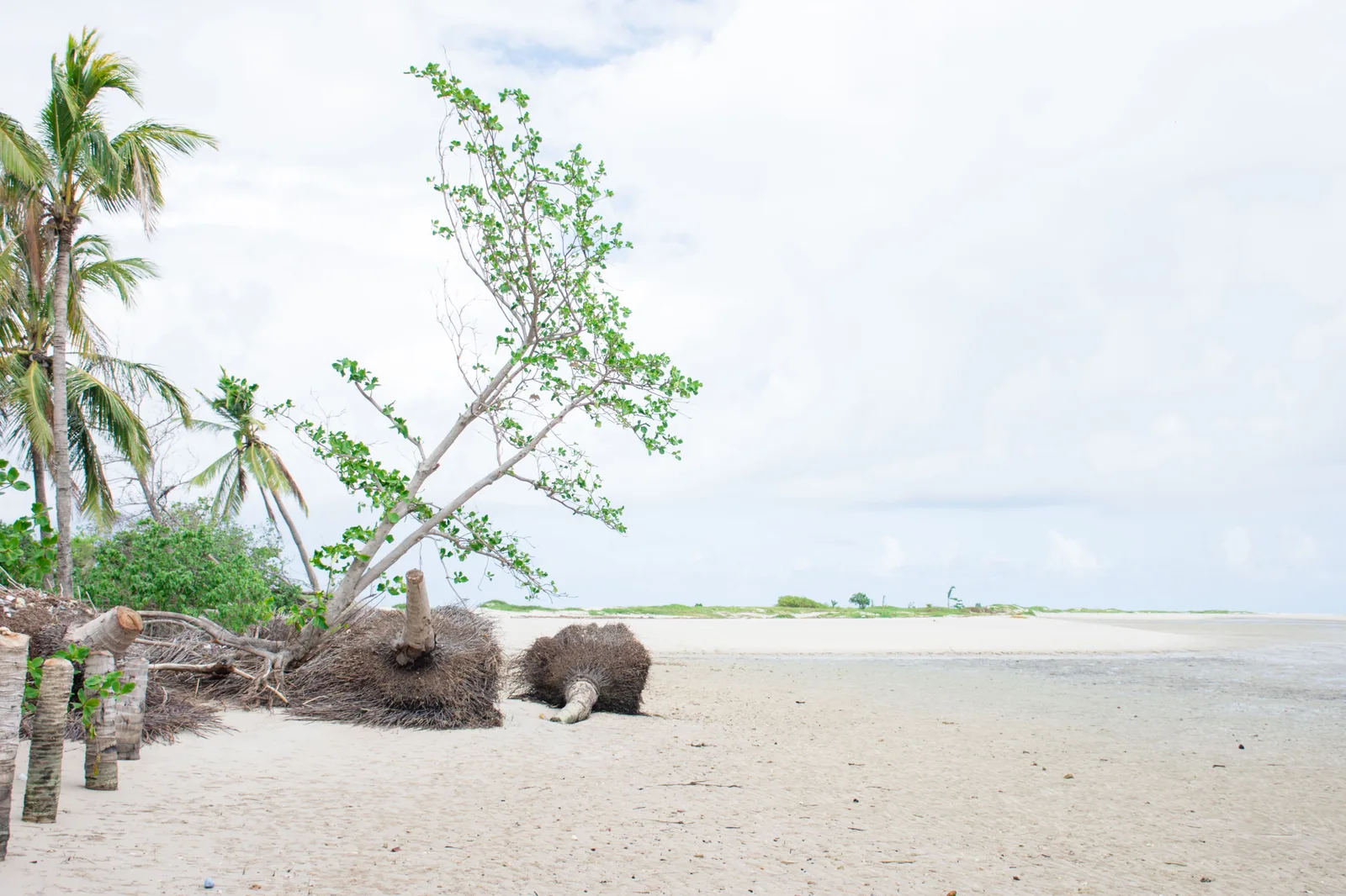 A low sandbank off Itamaracá with a single wind-bent tree on it, pale shallow water either side and an empty horizon