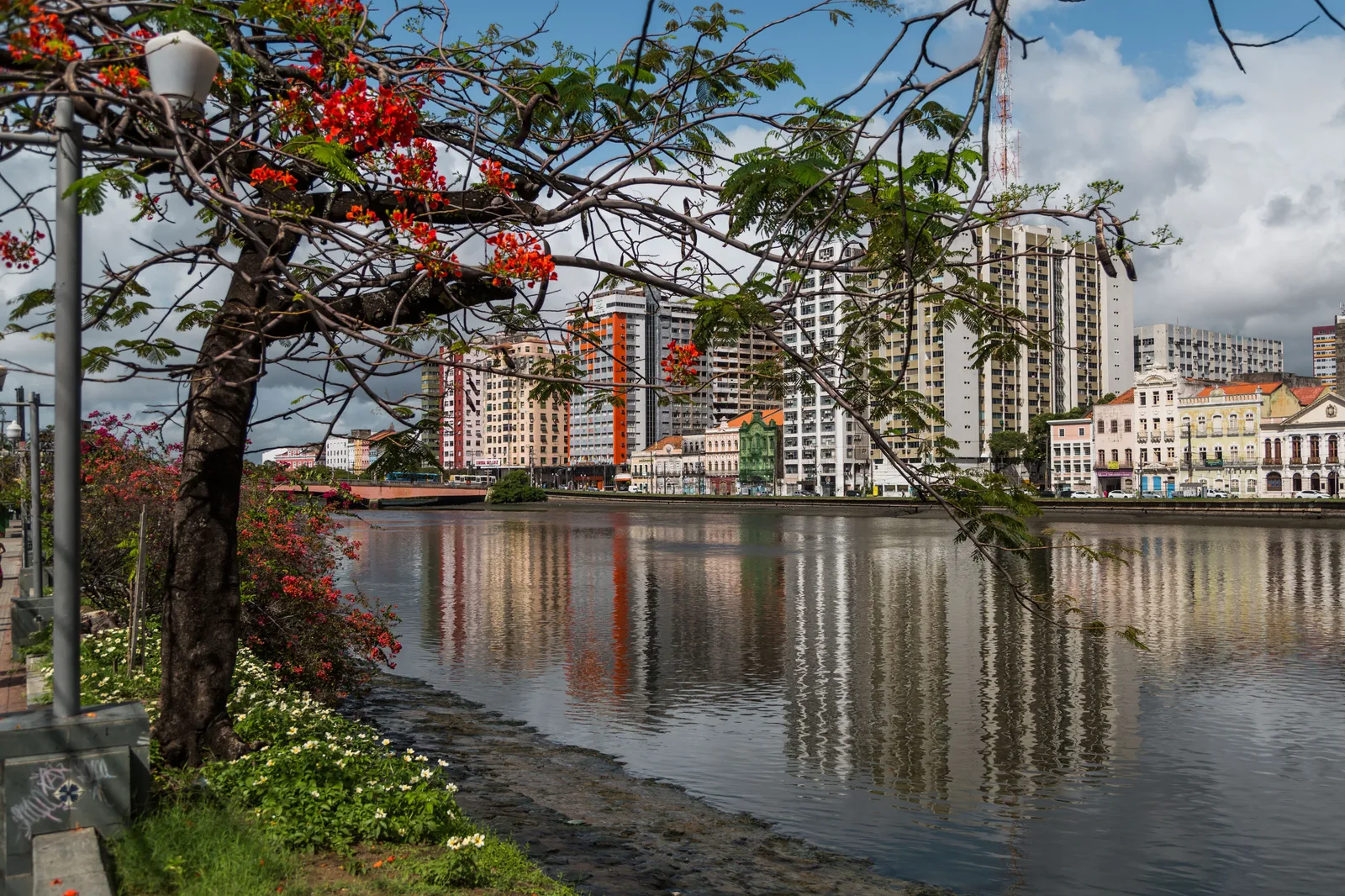 A flame tree in flower on the bank of the Capibaribe, a row of colonial buildings and the city’s towers reflected in the water behind it