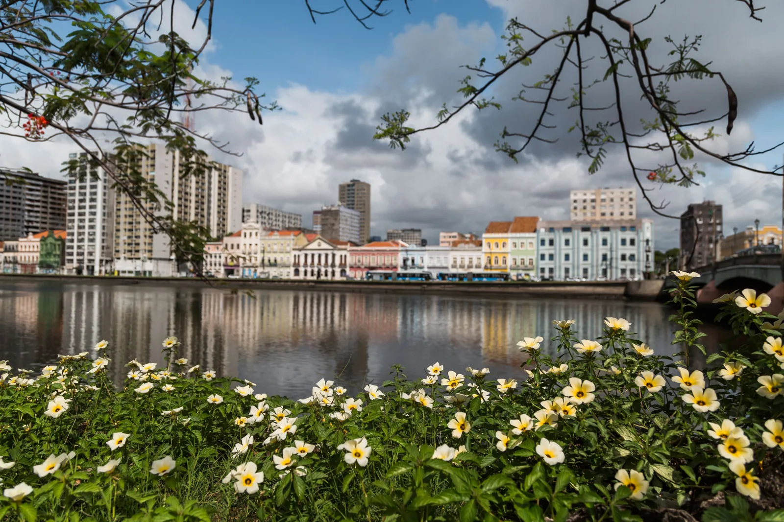 Yellow flowers in the foreground and, across the Capibaribe, the pastel row of buildings along the Rua da Aurora