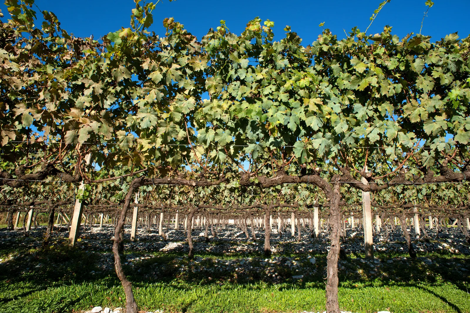 Vineyard rows in the Vale dos Vinhedos