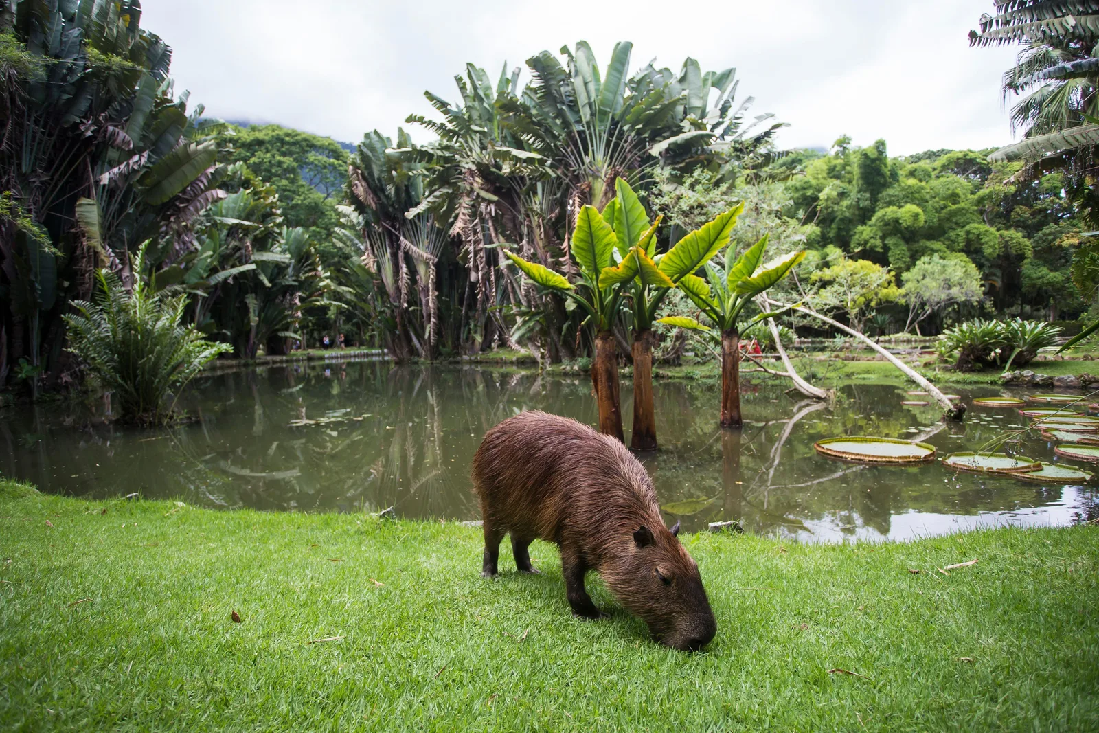 A capybara grazing on the lawn beside a pond in the Botanical Garden, palms and tropical plants behind it