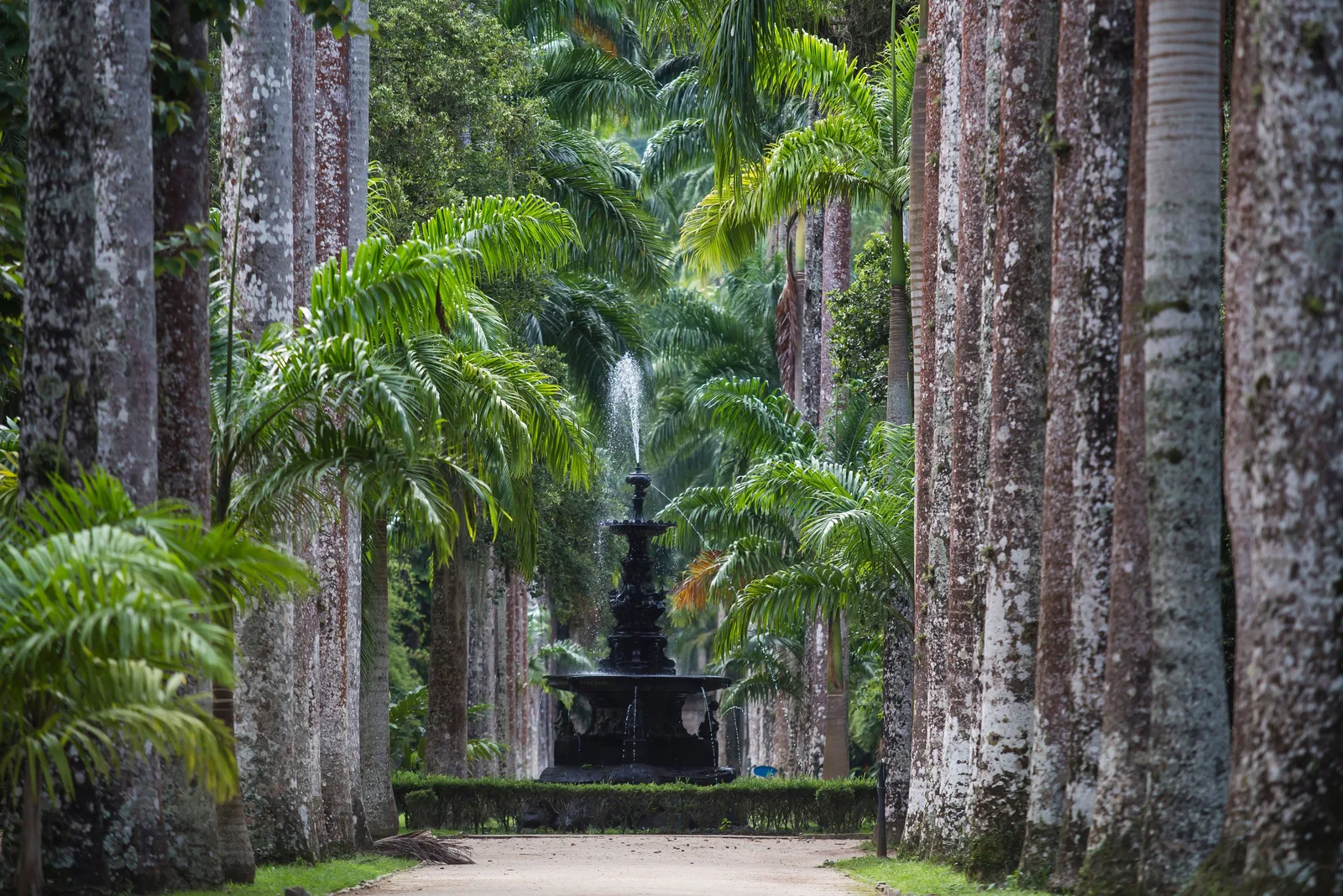 A fountain at the end of an avenue of towering royal palms in Rio’s Botanical Garden