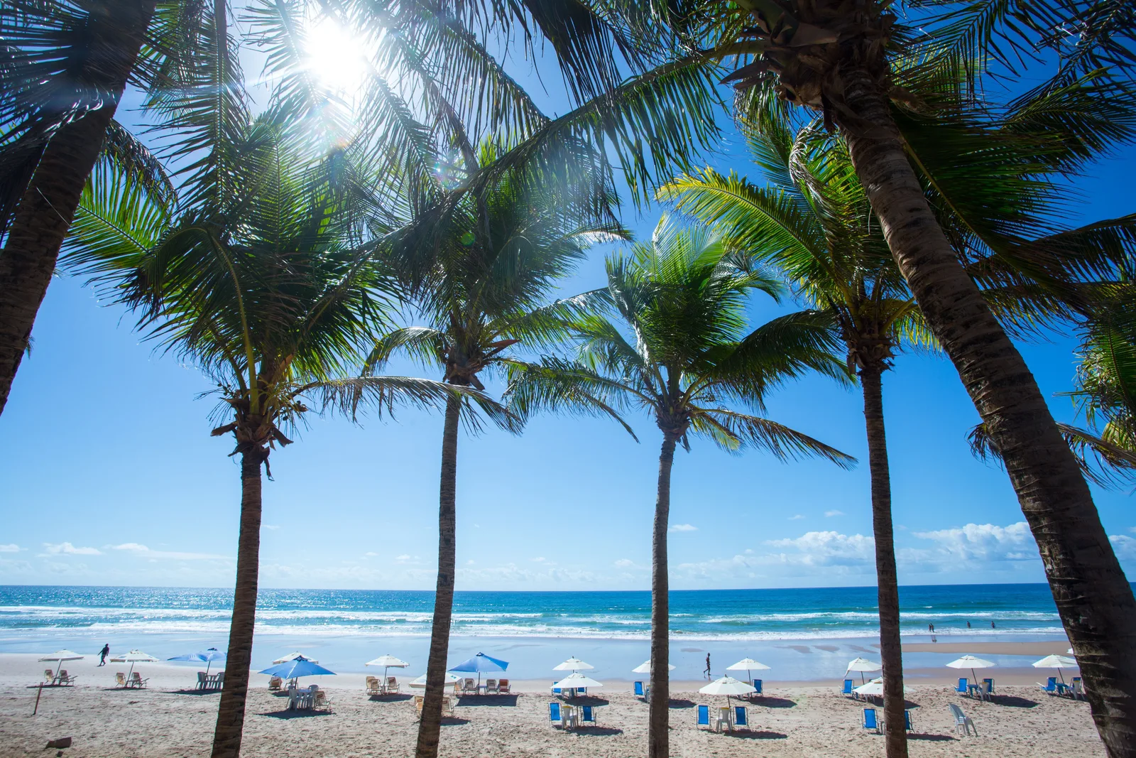 Tall coconut palms over Praia do Flamengo, umbrellas and swimmers on the sand below